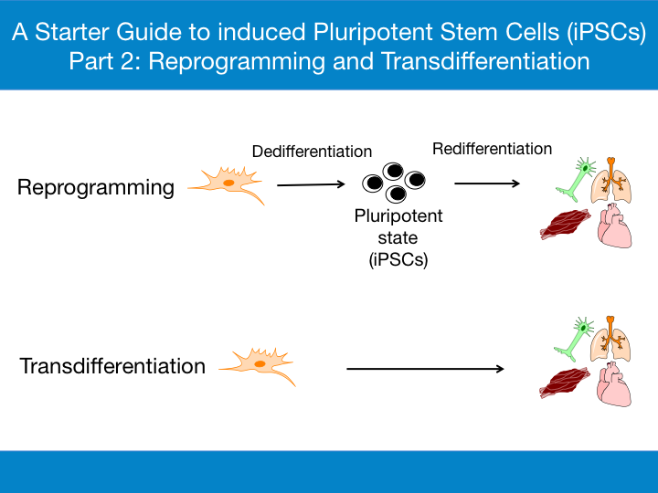 Reprogramming and Transdifferentiation Infographic