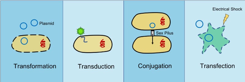 transformation transduction conjugation transfection