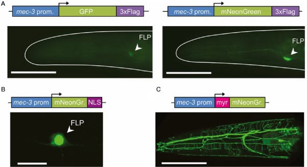 mNeonGreen-vs-GFP-fluorescence-addgene-blog