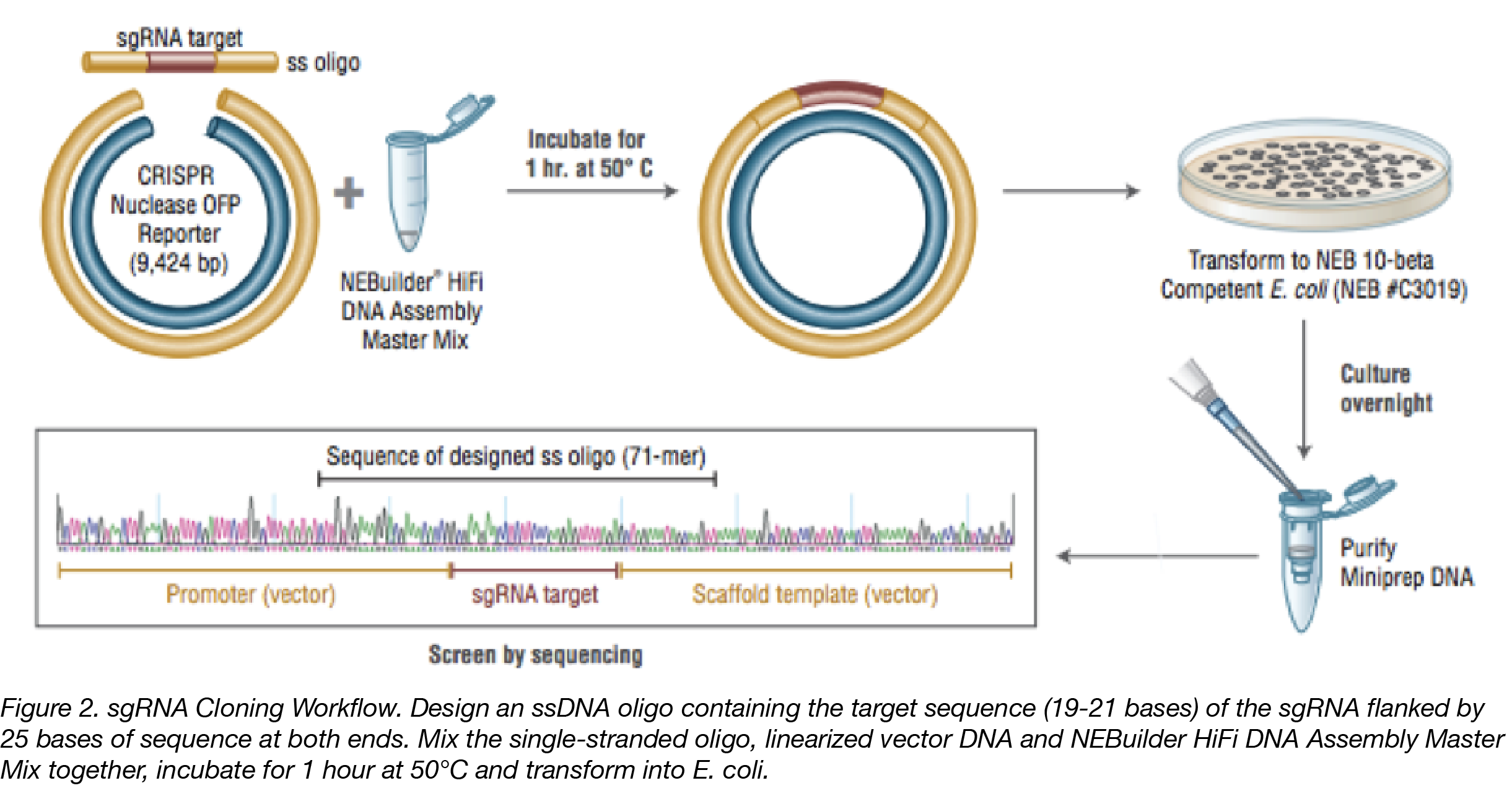 sgRNA Cloning Workflow