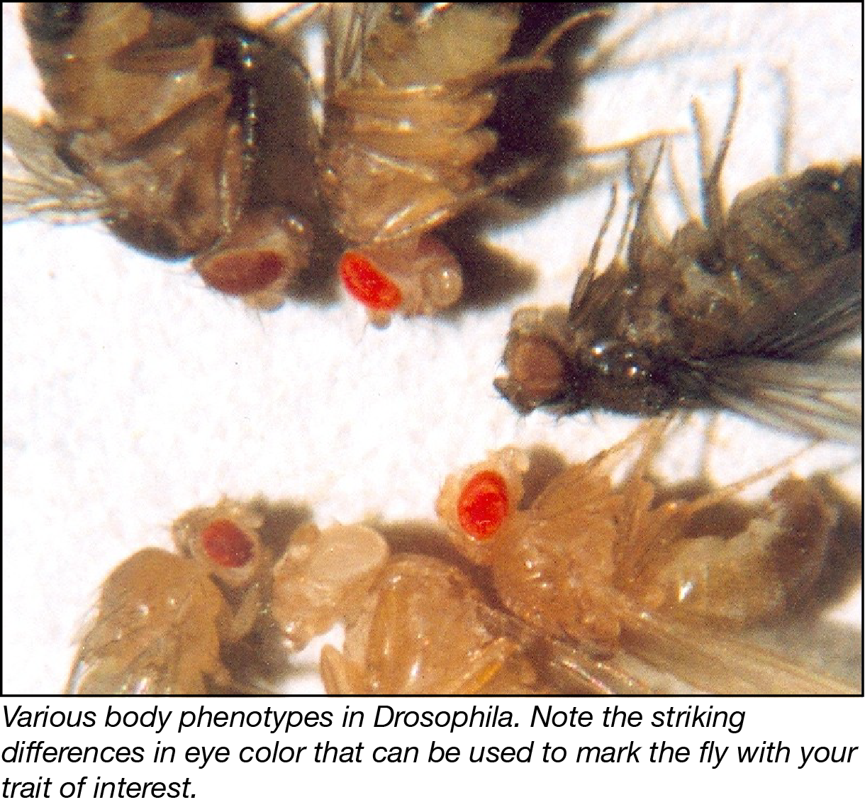 Drosophila Body Phenotypes-02.png