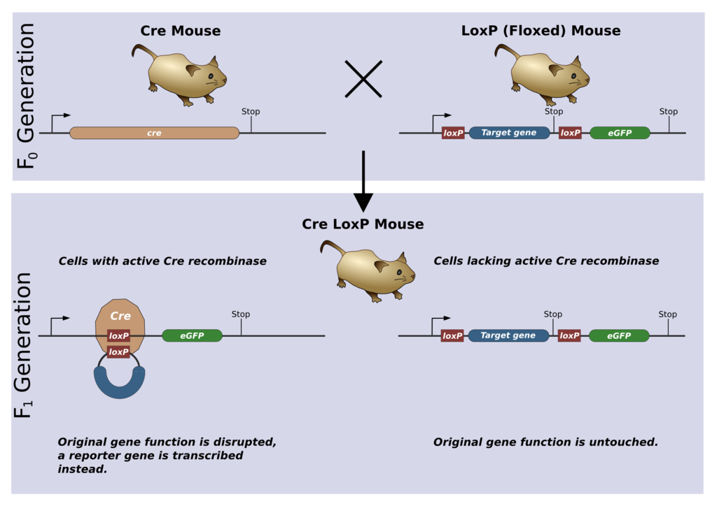Mouse Modeling, Part 1: Genetically Engineered Mice