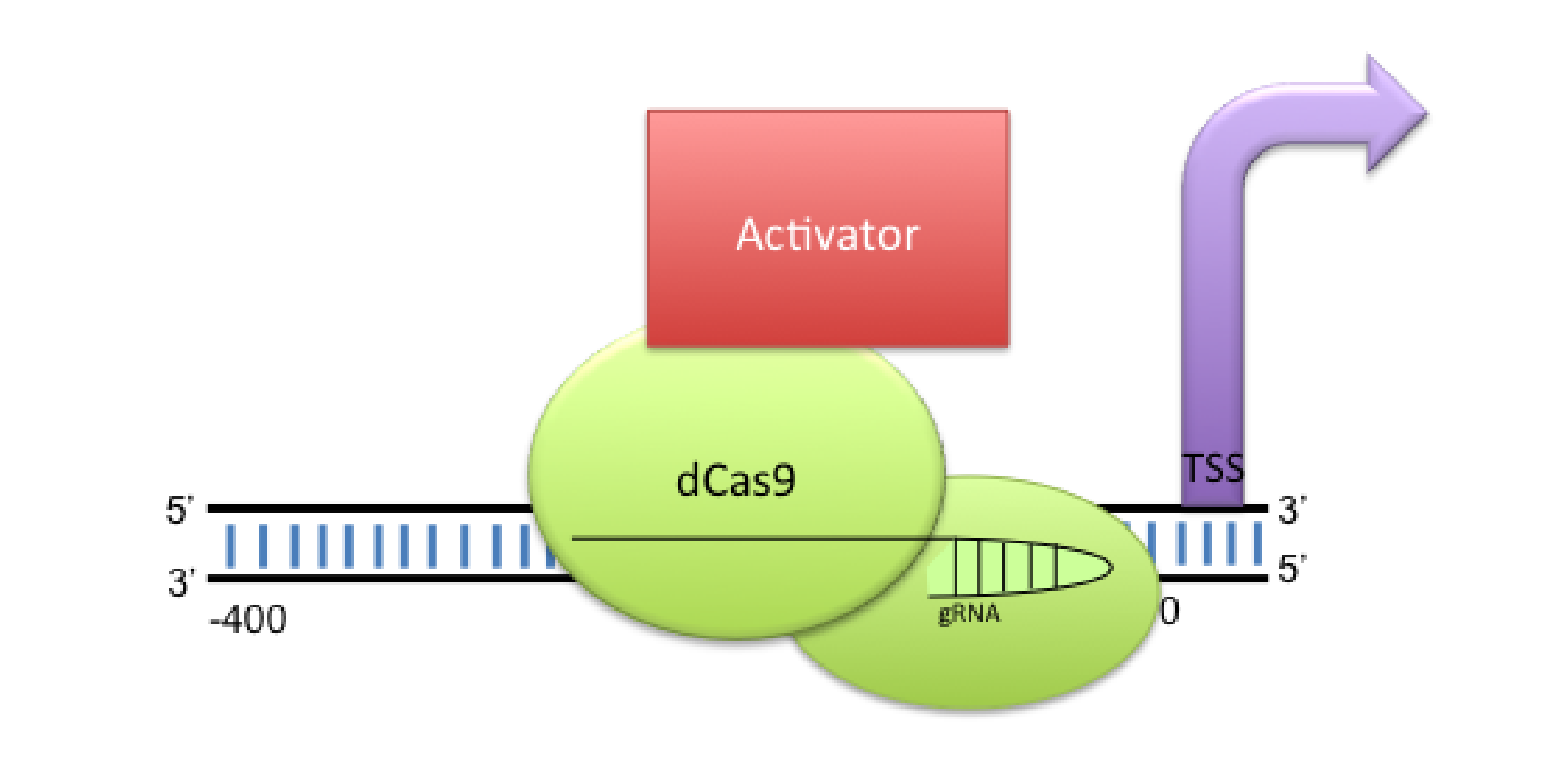 cas9ActivatorTwitter1_TJF_2016_8_9-01.png