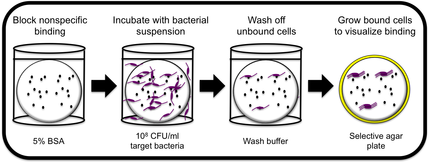 Figure_3_phage_RBP_post.png