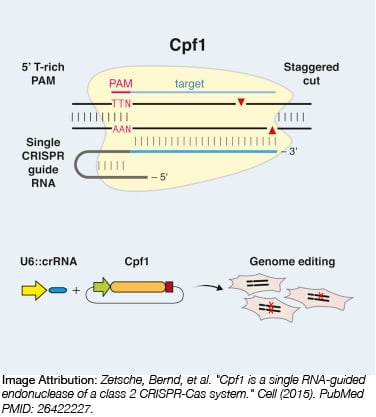Cpf1 Cas9 enzyme. Cpf1 is a single RNA-guided endonuclease of a class 2 CRISPR-Cas system