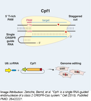 Addgene: CRISPR Guide