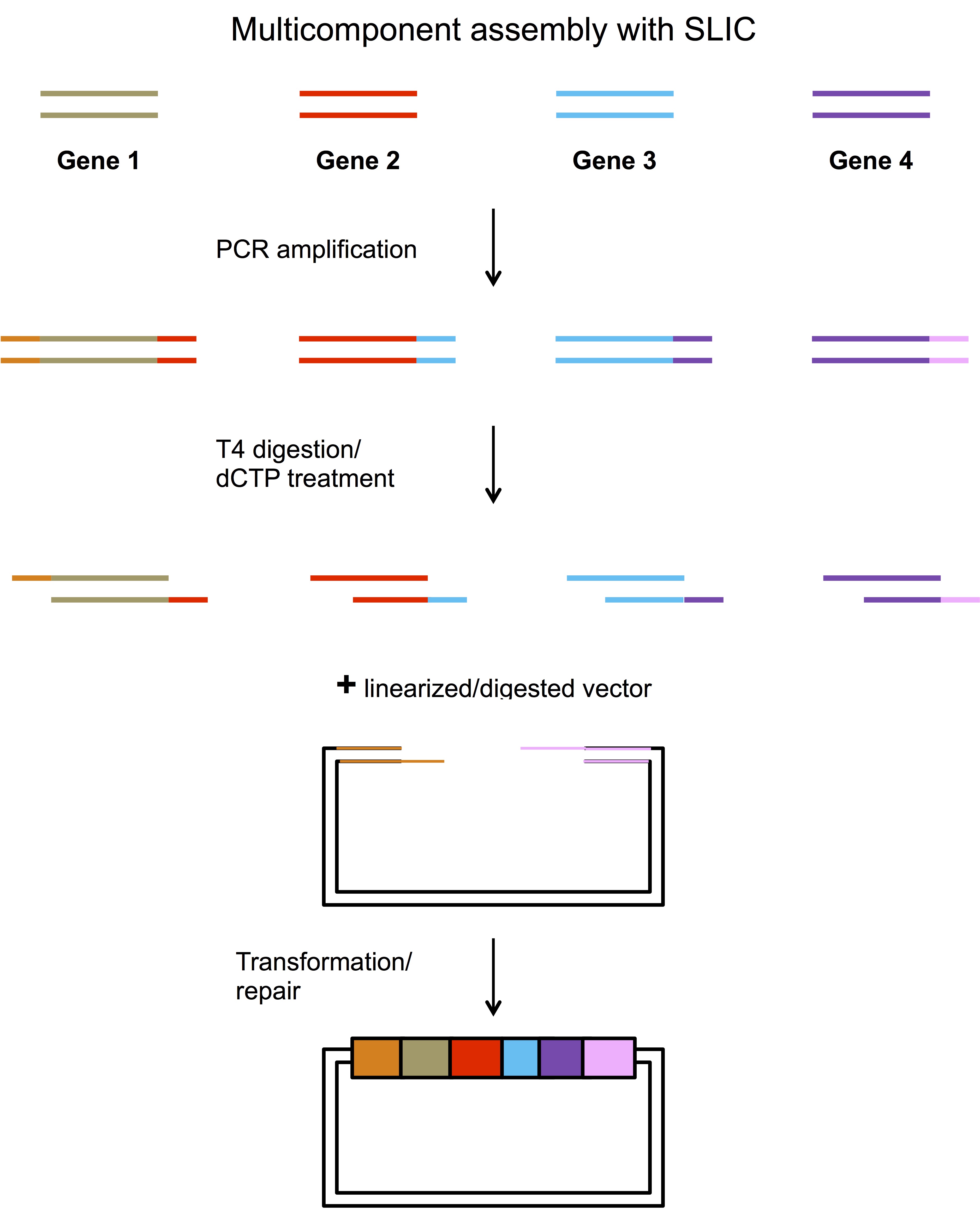 multicomponent assembly with SLIC