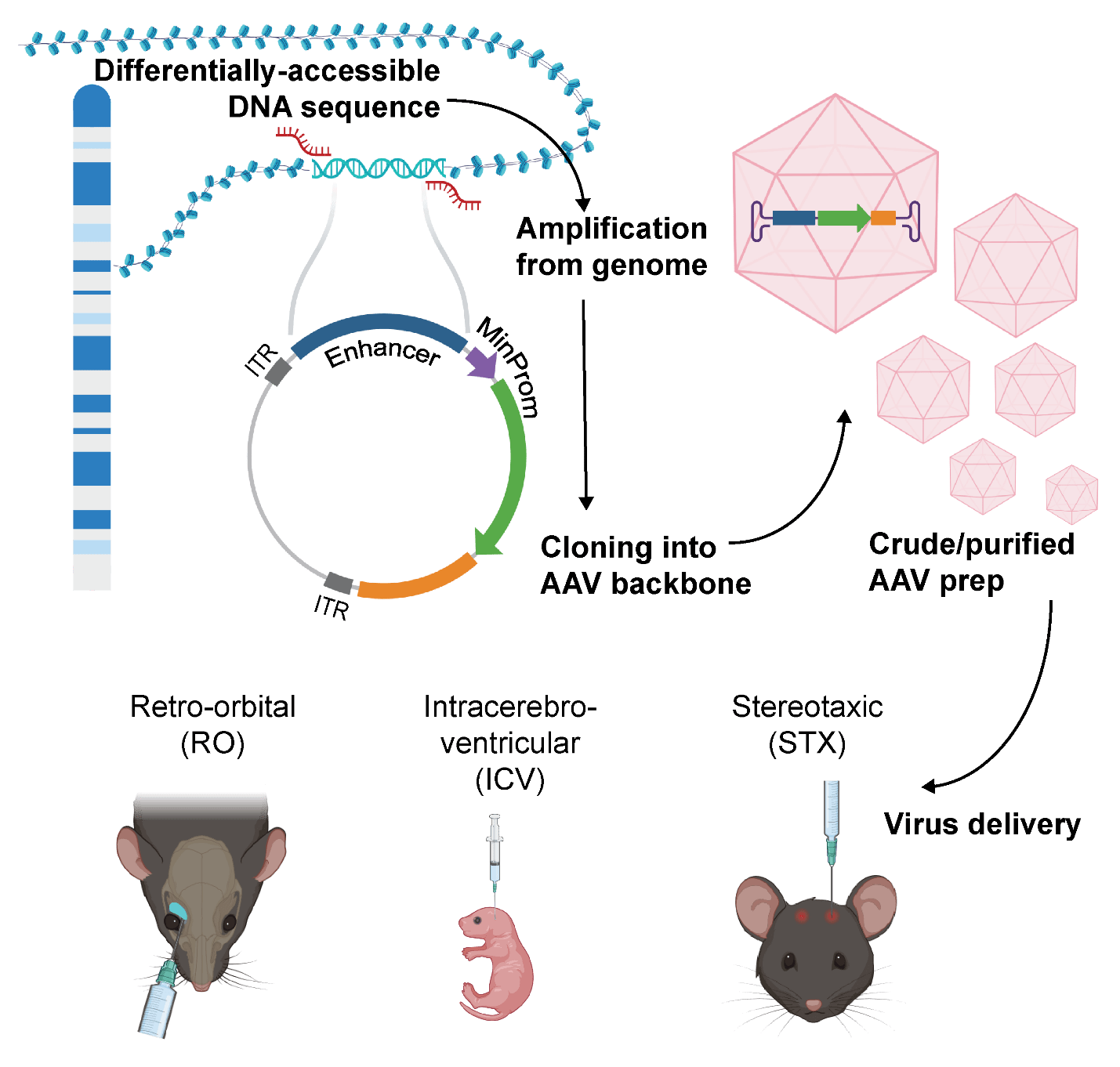 Schematic summary of the creation and testing of AAV enhancers plasmids by the Allen Institute for Brain Science.