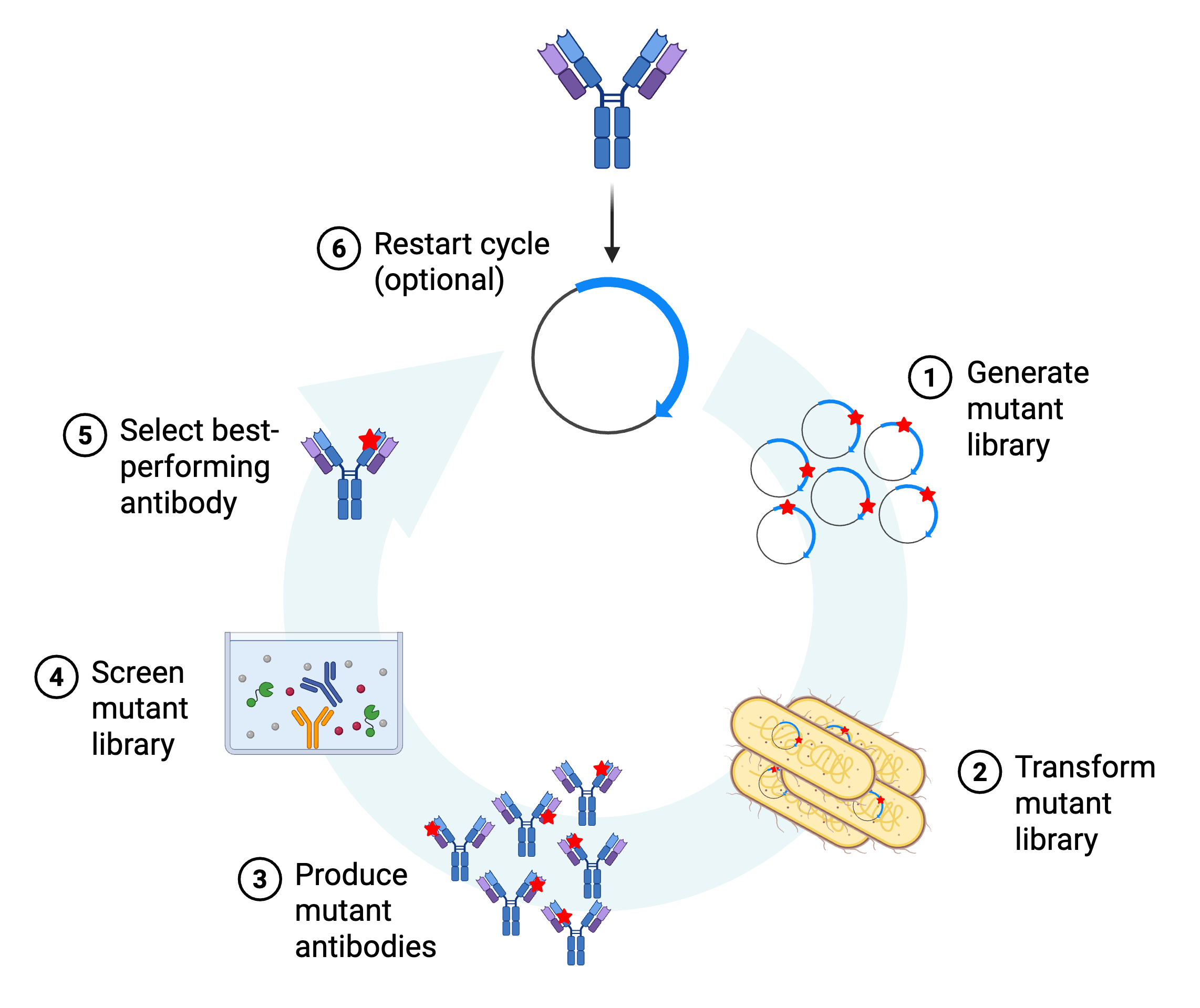 Overview of the cycle of antibody directed evolution.