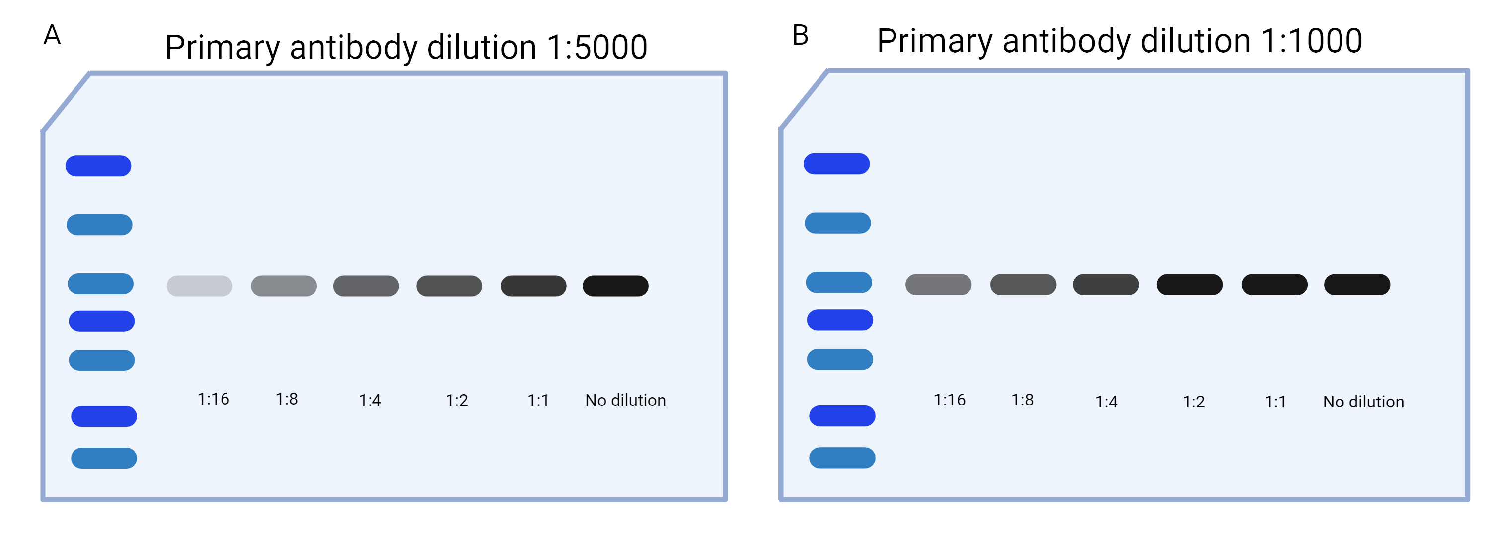 Exposed membranes showing a protein gradient with a primary antibody at two different dilutions. 