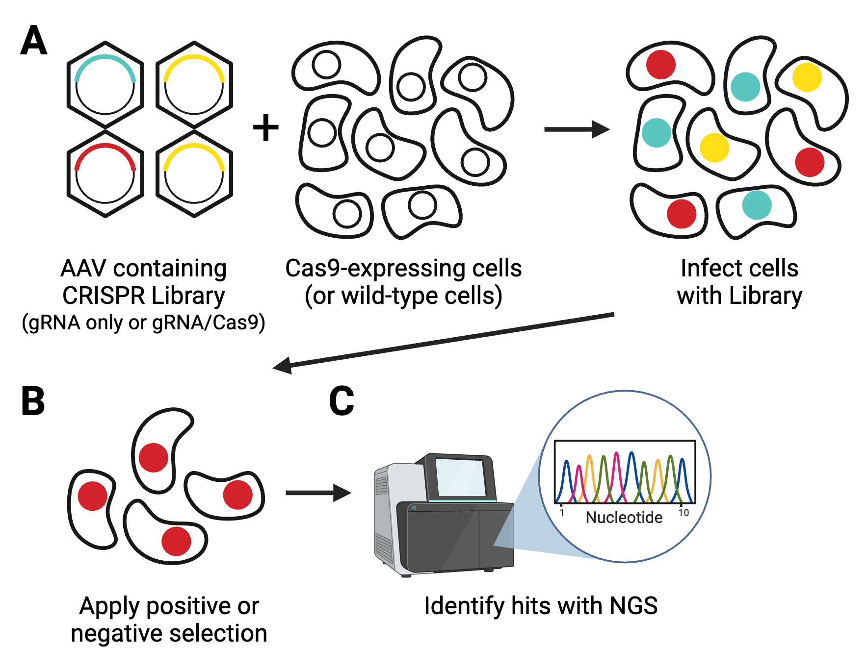 Graphic showing the workflow of using a pooled AAV CRISPR library in vitro. Step A shows the AAV containing the library with either the gRNA only or gRNA plus Cas9 and infecting cells expressing Cas9 or wild-type. The different guides are represented by different colors in individual cells. Step B shows the results of the positive or negative selection, with only one type of guide (color) being chosen. Step C shows verification using next generation sequencing.