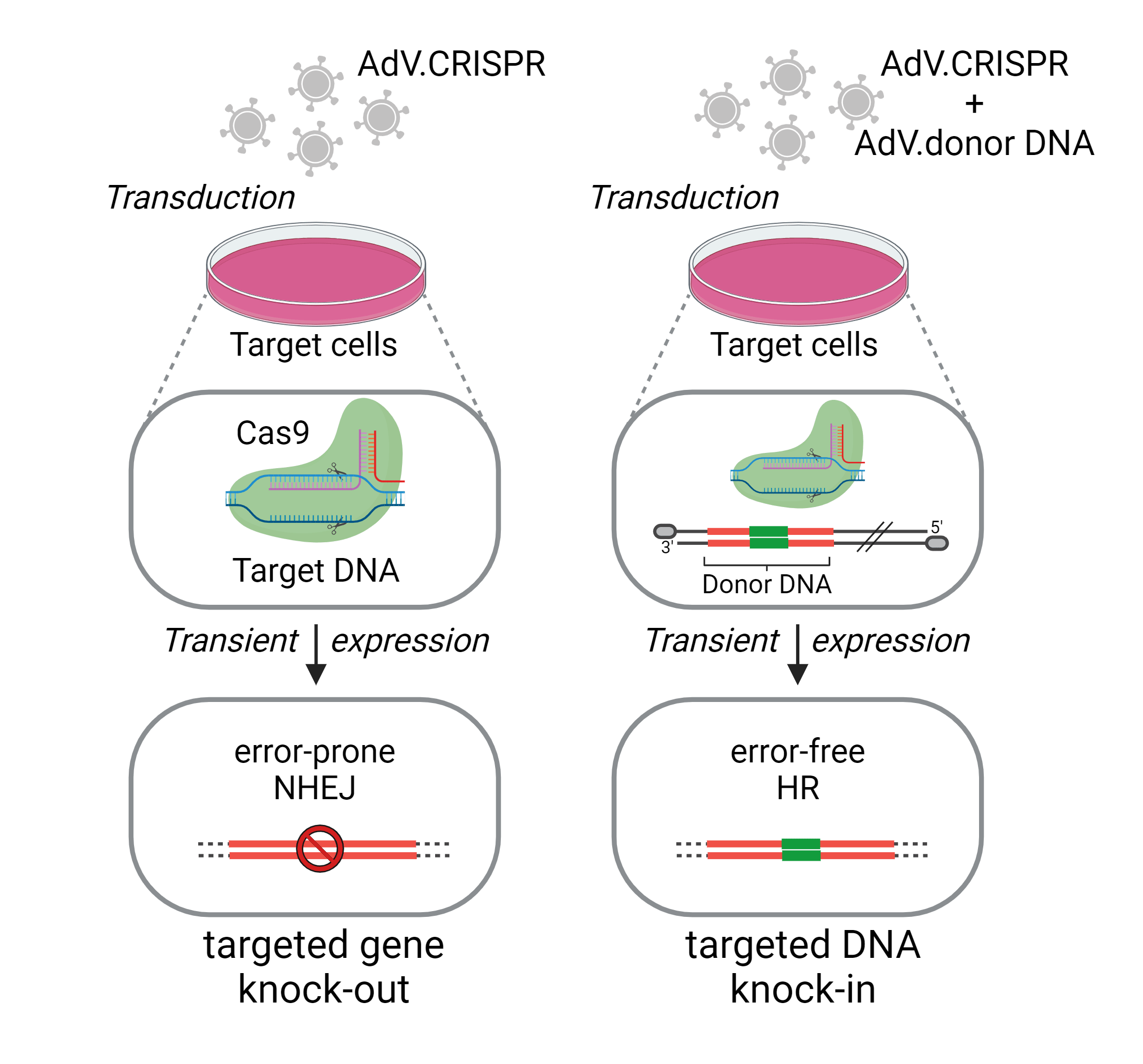  Schematic of targeted gene knock-out (left) and targeted DNA knock-in (right) by CRISPR/Cas9. Adenoviral CRISPR vectors (left) or CRISPR vectors and donor DNA vectors (right) are transduced to target cells. Within target cells, Cas9 machinery is transiently expressed and binds to target DNA. In the final step of targeted gene knock-out (left), a fragment is deleted from two homologous strands of DNA through error-prone non-homologous end joining (NHEJ). In targeted DNA knock-in, donor DNA is copied into the cut site through error-free homologous recombination (HR).