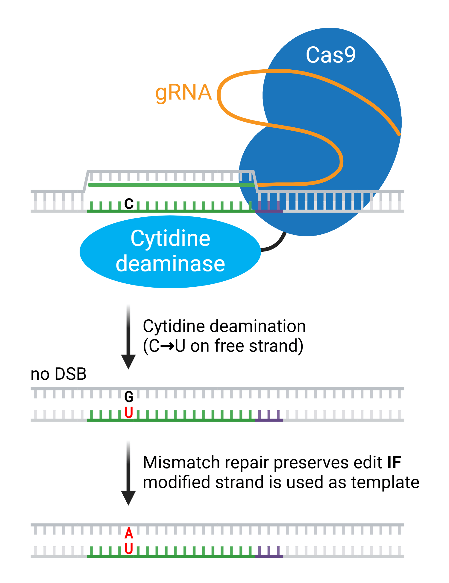 A cartoon depiction of cytidine base editing. A base editor, consisting of a cytidine deaminase fused to Cas9, is shown binding to DNA using its guide RNA. The guide RNA base pairs to target DNA, leaving the opposite strand of DNA free to be contacted by the cytidine deaminase, which converts a C to a U within this single-stranded sequence. This deamination yields DNA with a G:U mismatch without creating a double-strand break. Mismatch repair preserves the edit IF the modified strand is used as the template, converting the mismatched G to an A and yielding a single-base-pair edit.