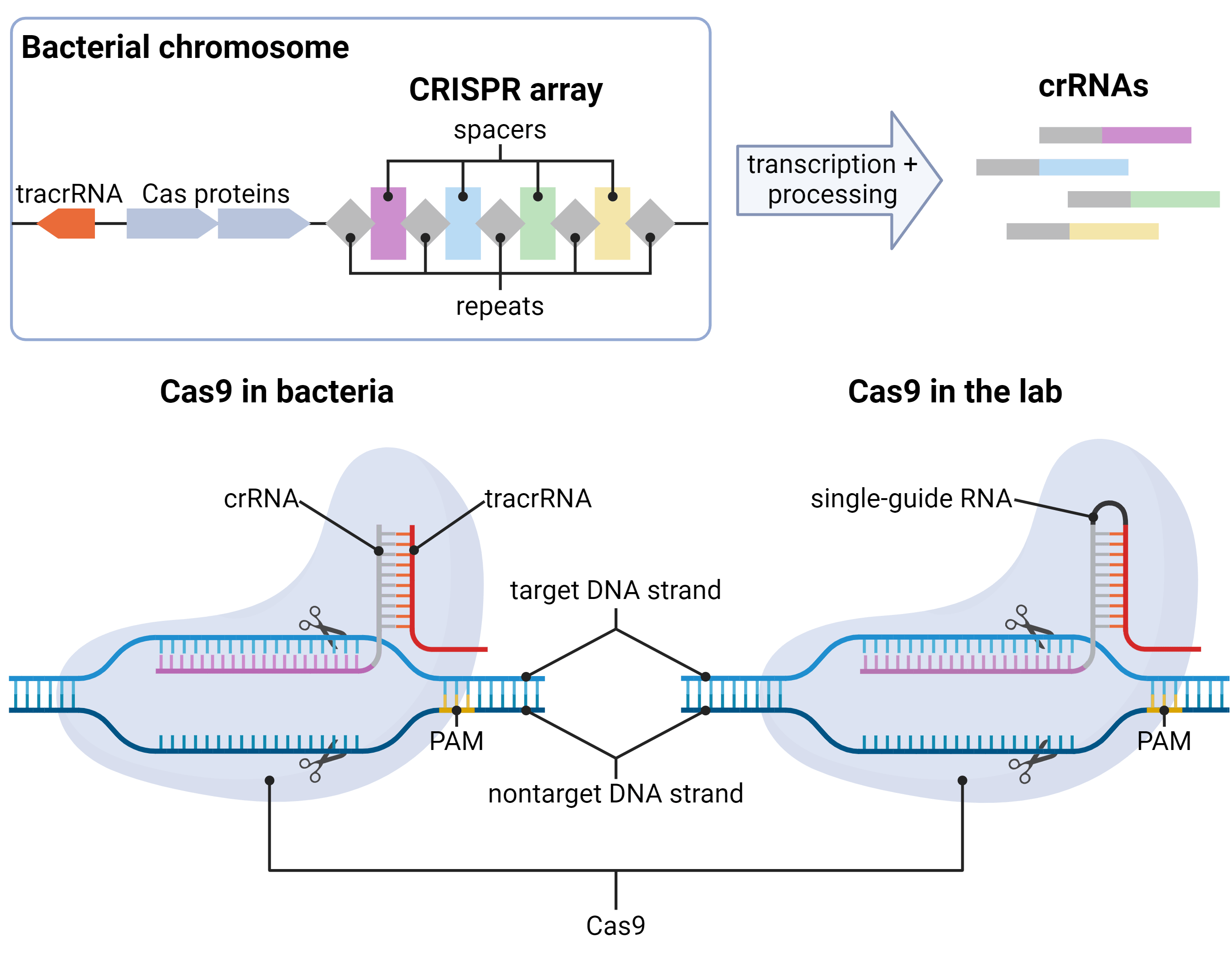Overview of the parts of CRISPR. The bacterial chromosome encodes a tracrRNA (in some systems including Cas9), Cas proteins, and a CRISPR array. The CRISPR array is composed of identical repeat sequences and variable spacer sequences. The array is transcribed and processed into crRNAs, each including one repeat and one spacer. In bacteria, these crRNAs are bound by Cas proteins (Cas9 shown here). The repeat sequence base pairs with the tracrRNA, and the spacer sequence is used to target complementary DNA sequences. In laboratory settings, an sgRNA includes the crRNA and tracrRNA sequences in a “single-guide RNA” that performs both functions. Cas9 cuts both the target and nontarget DNA strands upstream of the PAM site found in the nontarget strand.