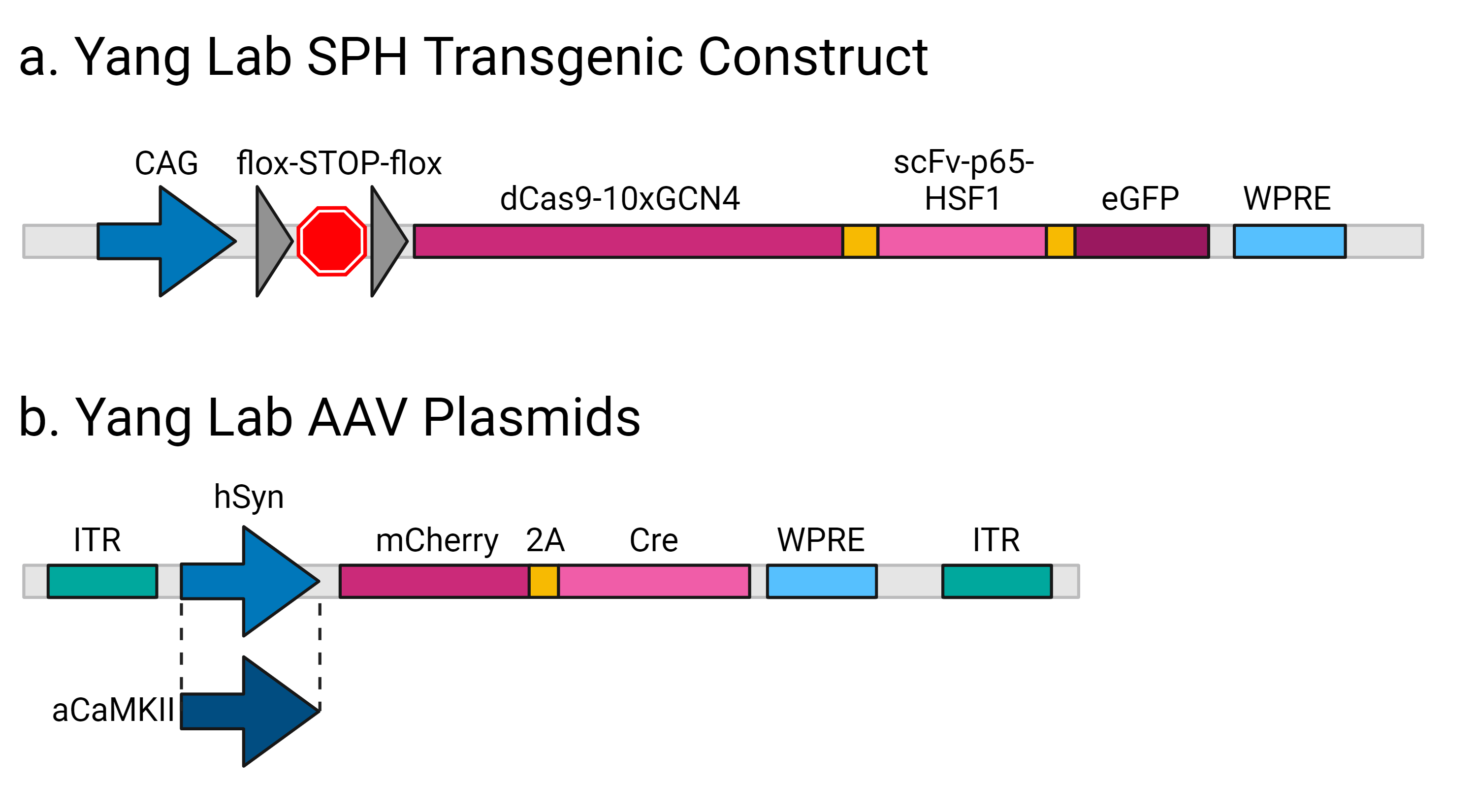 Schematic of Cre-dependent SPH construct and AAV plasmid used to express Cre under neuron-specific promoters