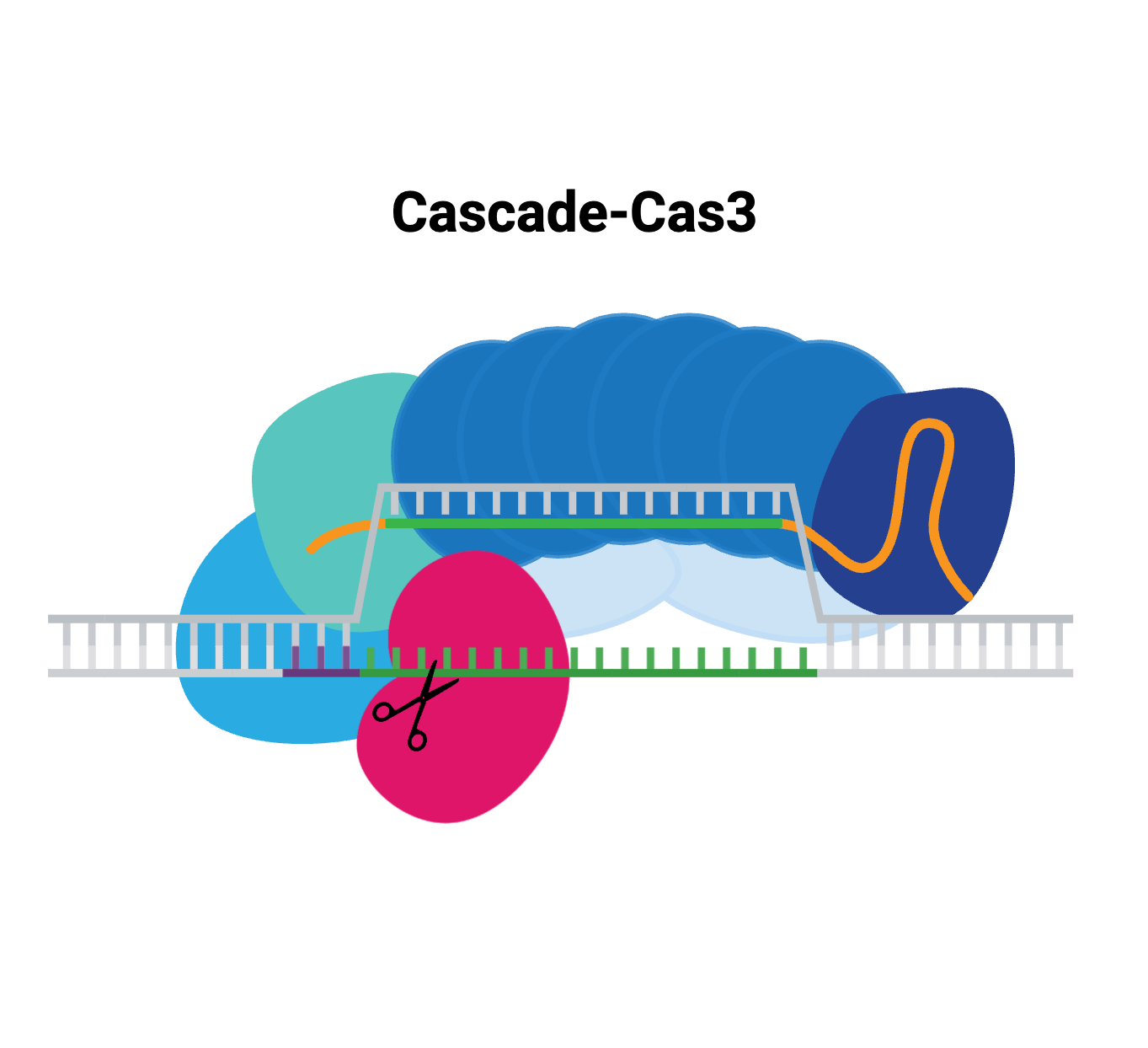 Diagram of the Cascade complex with gRNA bound to target DNA, after recruitment of Cas3. Cas3 is about to nick the non-target strand.