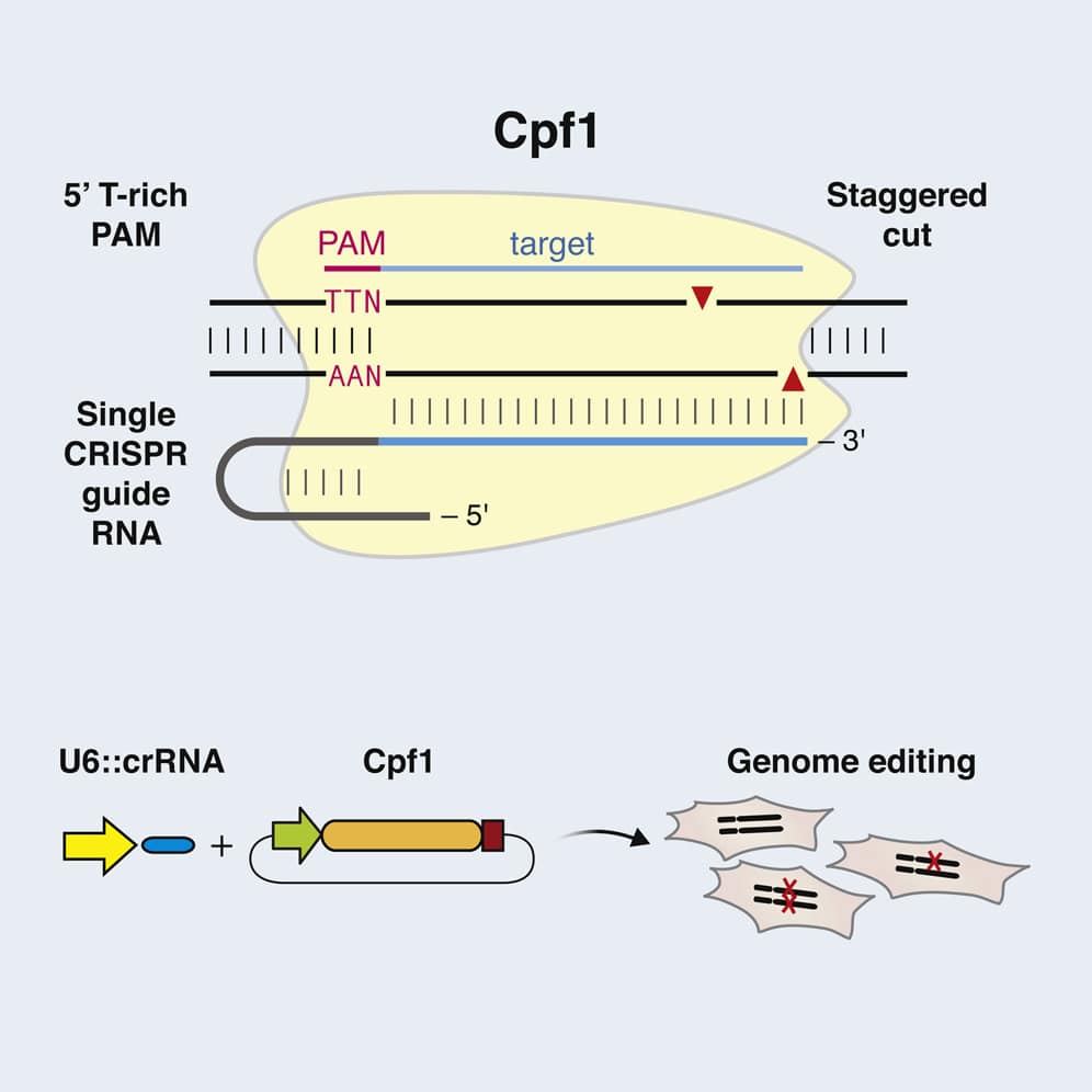 Cpf1 Cas9 enzyme. Cpf1 is a single RNA-guided endonuclease of a class 2 CRISPR-Cas system