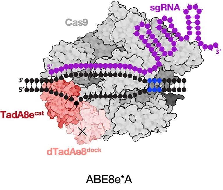 A protein structure of ABE8e is shown, superimposed with cartoon representations of sgRNA and target DNA. Two TadA domains are highlighted. The catalytic domain contacts multiple bases of the non-target DNA strand, while the docking domain primarily contacts the other protein domains.