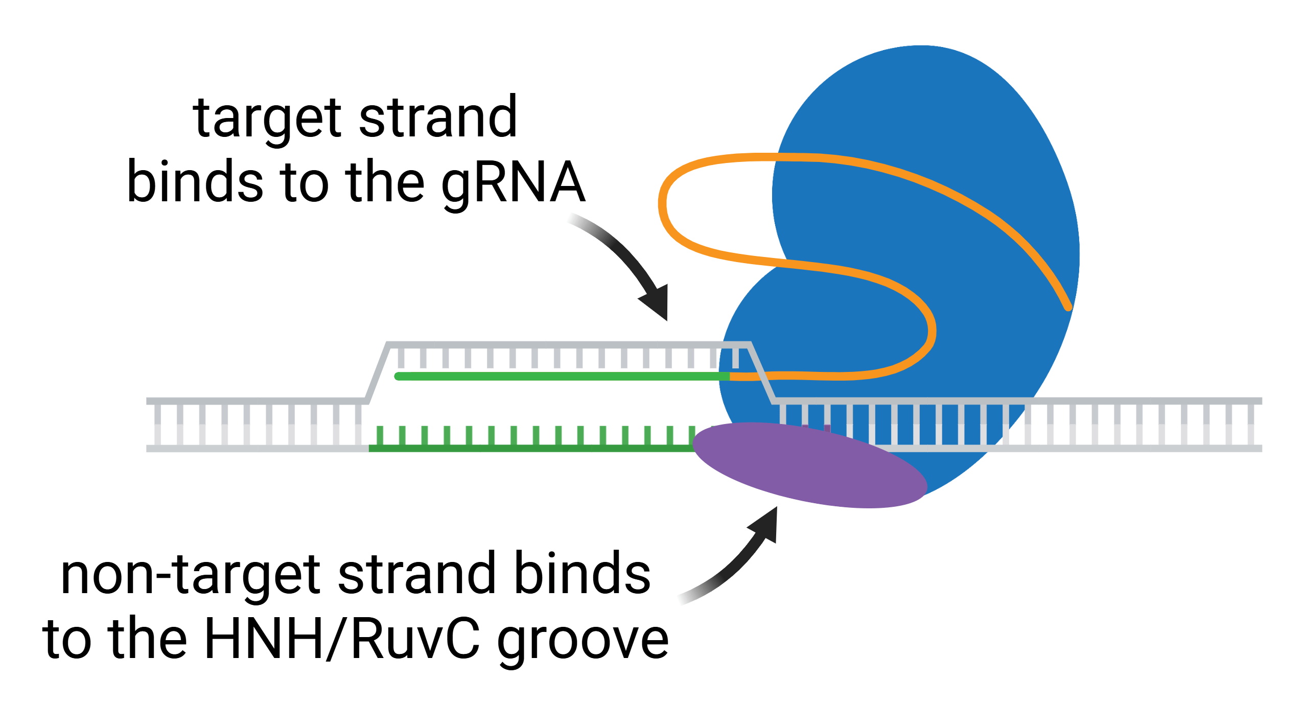 Cartoon of CRISPR strand separation