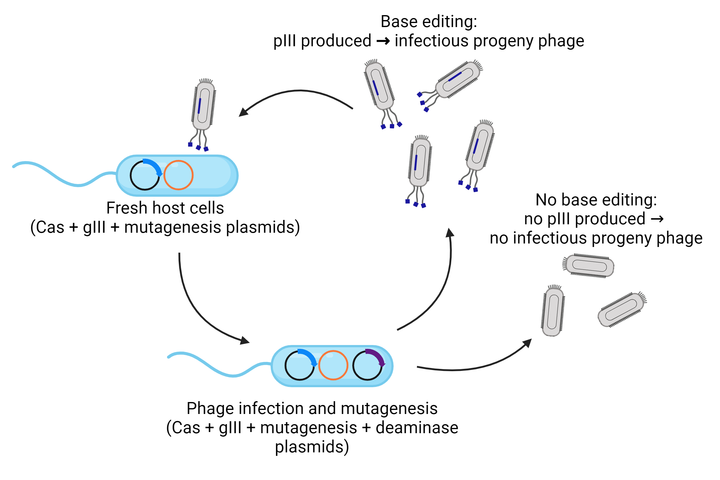 Workflow of phage-assisted evolution of base-editing activity. Fresh host cells contain Cas, mutated gIII, and mutagenesis plasmids. Phage infection delivers the deaminase plasmid. After mutagenesis, if the base editor is inactive, no pIII is produced, and the progeny phage are not infectious. If the base editor is active, however, pIII is produced and the progeny phage are infectious, allowing them to continue propagating.