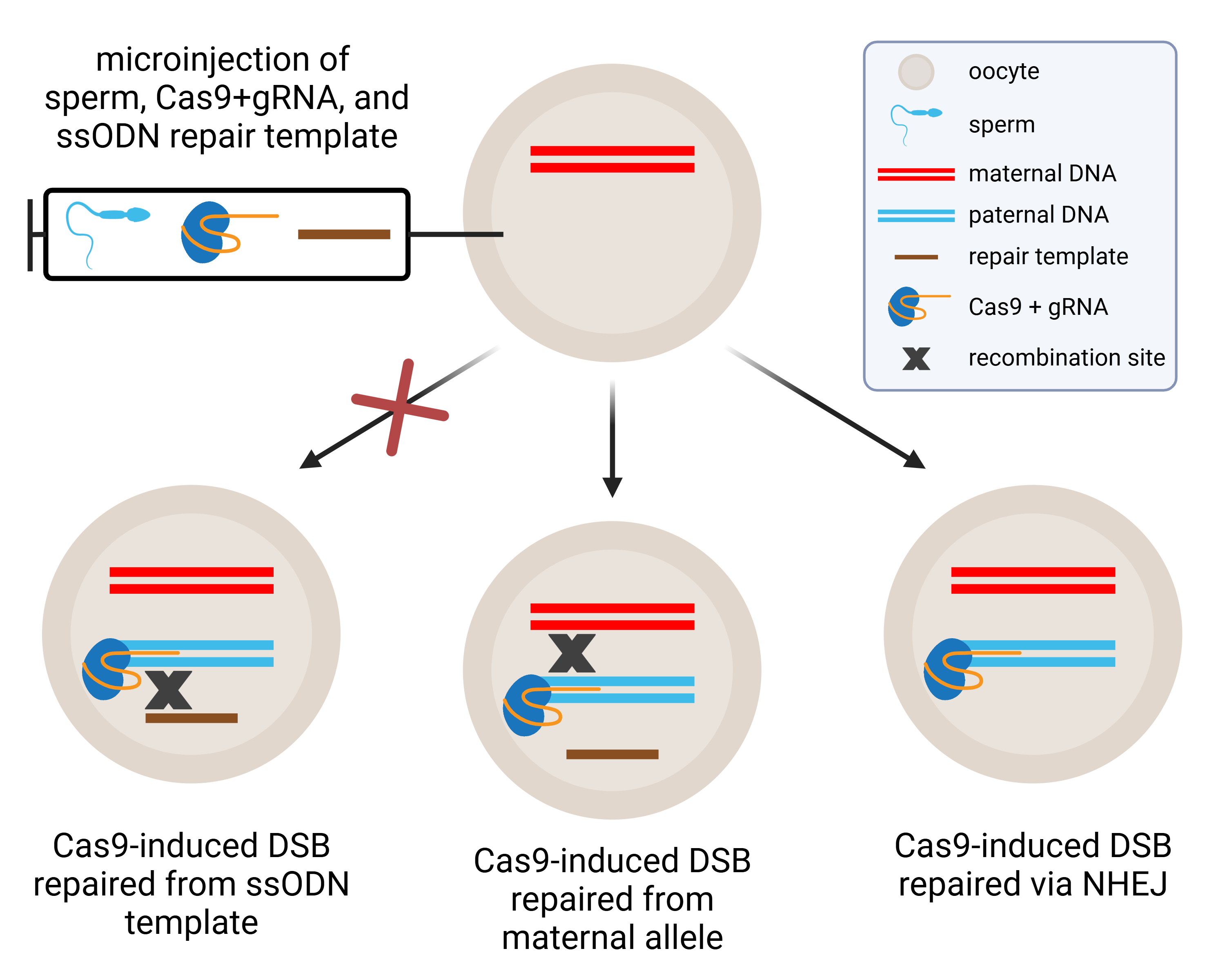 CRISPR embryo repair