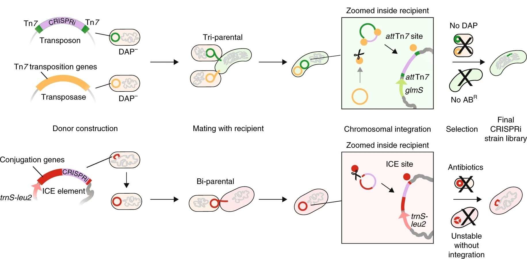 mobile CRISPRi conjugation methods