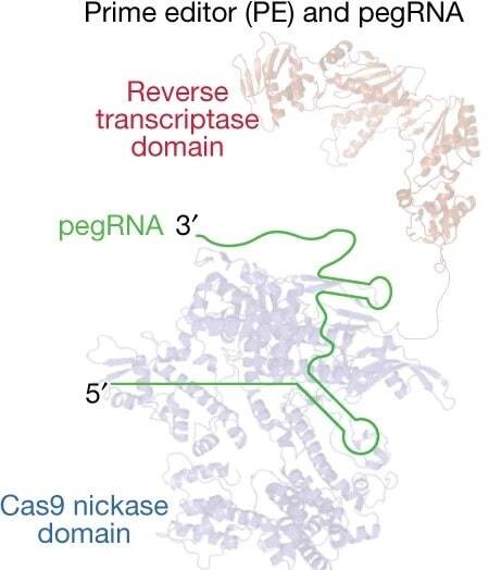 A cartoon overlayed on several crystal structures showing the parts of the prime editor: the Cas9 nickase domain, the reverse transcriptase domain, and the pegRNA.