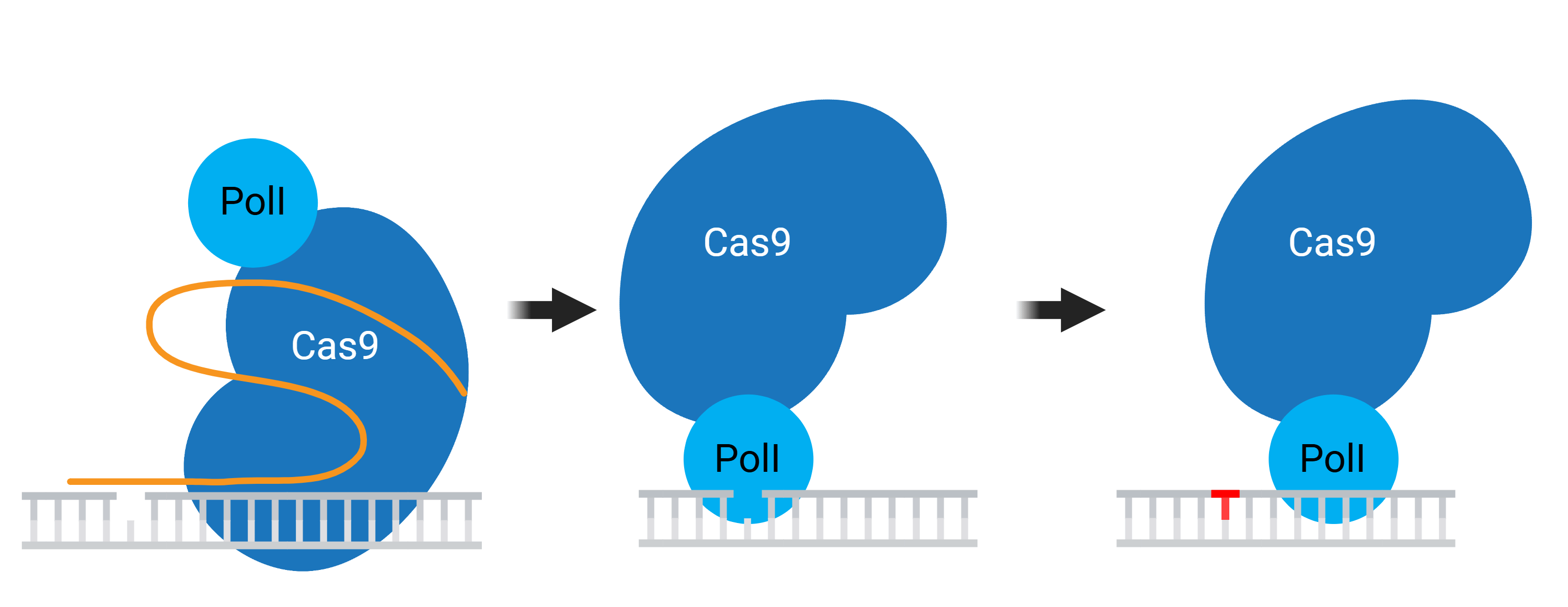 EvolvR consists of an error prone polymerase fused to a nicking Cas9