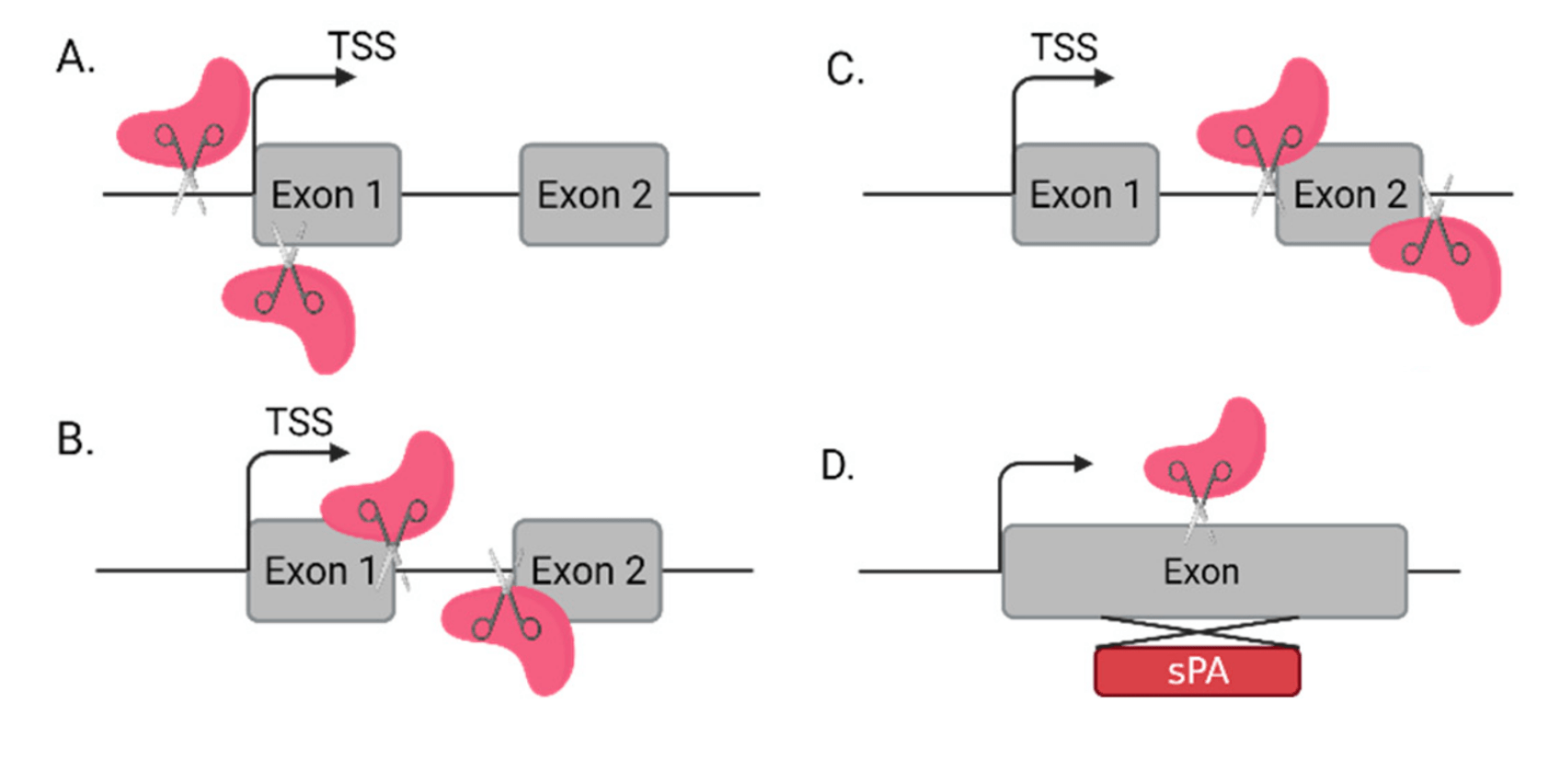 Alt text: A schematic illustration of the CRISPR/Cas9-based approaches mentioned above. The first illustration (A) shows a DSB made at a transcription start site upstream of an exon. The second illustration (B) shows a DSB made at splice sites. The third illustration (C) shows a DSB made upstream and downstream of an exon to fully remove a genomic fragment. The fourth illustration (D) shows a DSB made within an exon to insert a synthetic polyadenylation signal. 