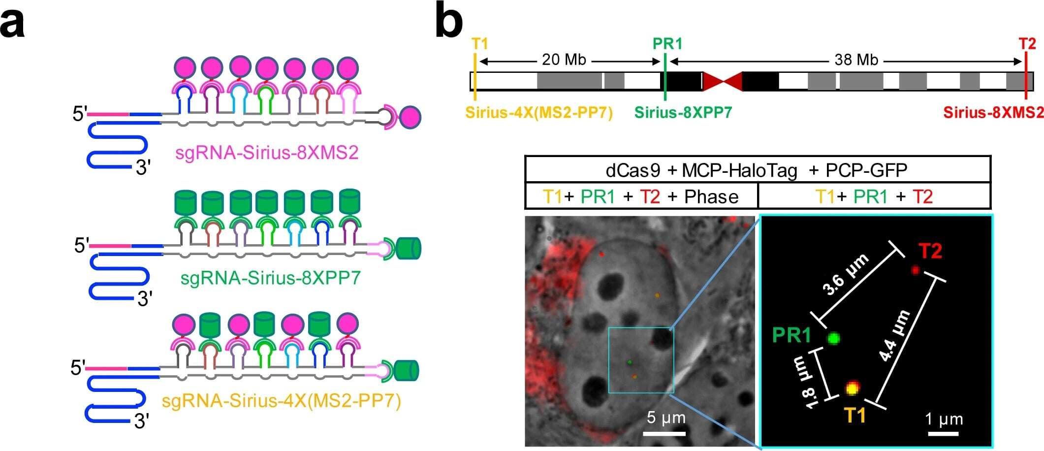 CRISPR Sirius tricolor labeling