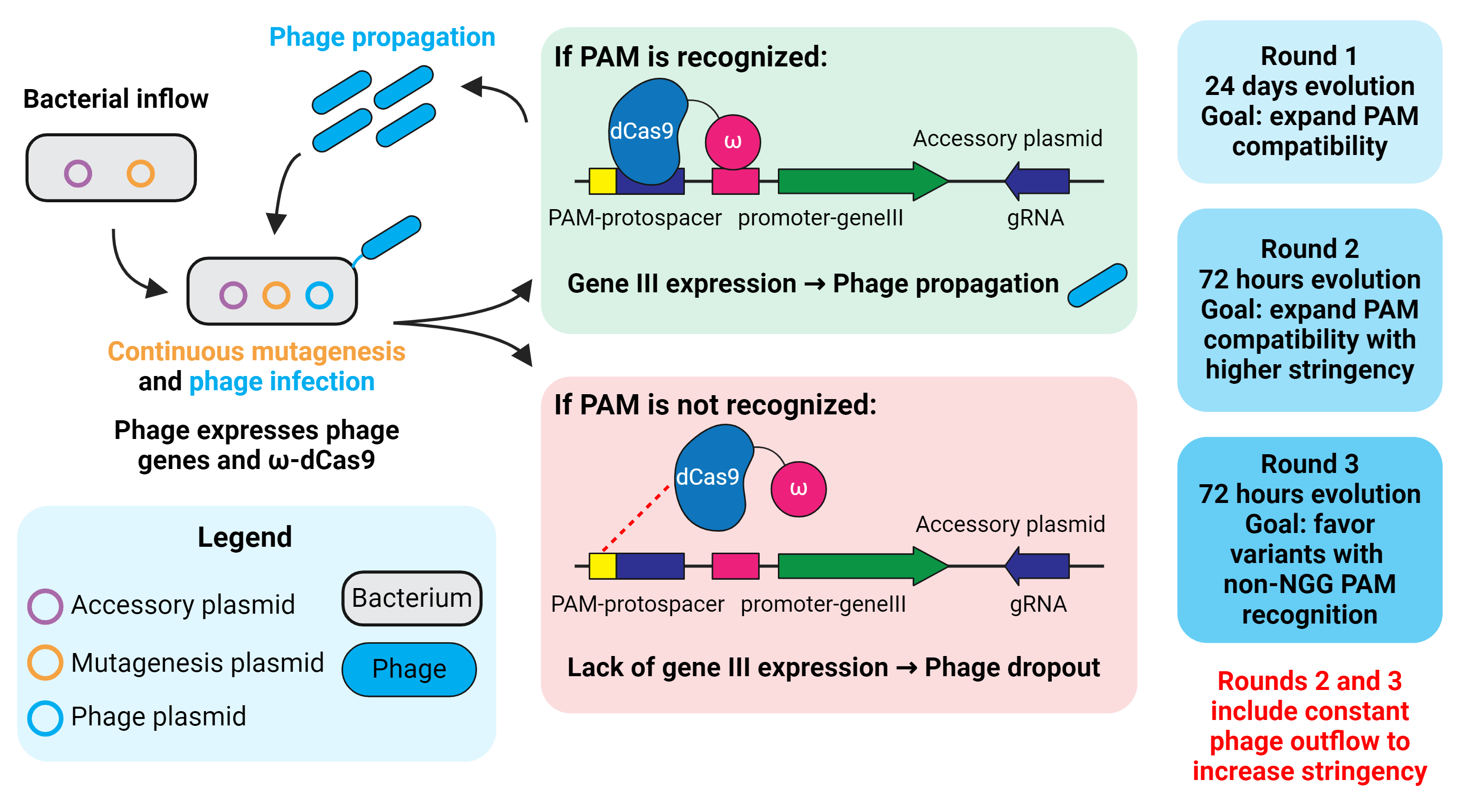 xCas9 directed evolution schematic