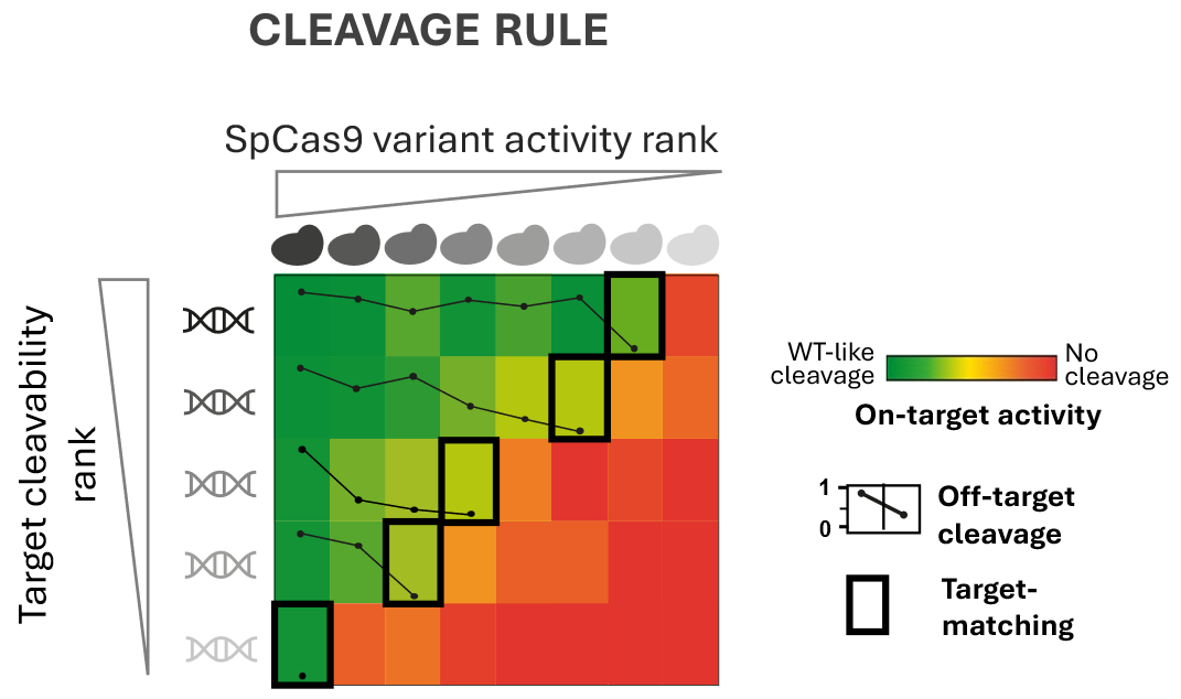 A heatmap showing on-target activity of SpCas9 variants against various targets, with WT-like cleavage indicated by green, no cleavage indicated by red, and intermediate cleavages in middle shades of yellow-green, yellow, and orange. The variants are ranked by activity and the targets are ranked by cleavability, with the result that the top-left corner (high activity, high cleavability) is green to show high cleavage, the bottom right corner (low activity, low cleavability) is red to show no cleavage, and an approximate staircase pattern divides the two colors. In each row, a miniaturized graph of off-target cleavage, normalized from 0 to 1, is shown. In general, these graphs show declining off-target cleavage among SpCas9 variants of lower activity. In each row, representing a particular target, one cell of the heatmap has been outlined in black to emphasize it as belonging to the target-matched variant. Each target-matched cell is the last in its row to show moderate yellow-green color rather than an orange color, indicating some on-target cleavage activity. Each target-matched variant has very low off-target cleavage.