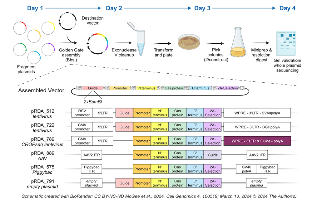 Schematic of Fragmid assembly process from day one to day four and resulting vector architecture.  On day one fragment plasmids plus a destination vector are assembled using Golden Gate (BbsI). On day two the assembled vector containing a Guide (2xBsmBI), Promoter, N-terminus, Cas protein, C’terminus, and 2A-Selection undergoes an exonuclease V cleanup followed by transformation and plating. On day three two colonies per construct are picked, miniprepped and restriction digested for gel validation/whole plasmid sequencing. Below the assembled vector are examples of six vector architectures including pRDA_512 lentivirus, pRDA_722 lentivirus, pRDA_789 CROPseq lentivirus, pRDA_889 AAV, pRDA_575 Piggyback, and pRDA_791 empty plasmid.