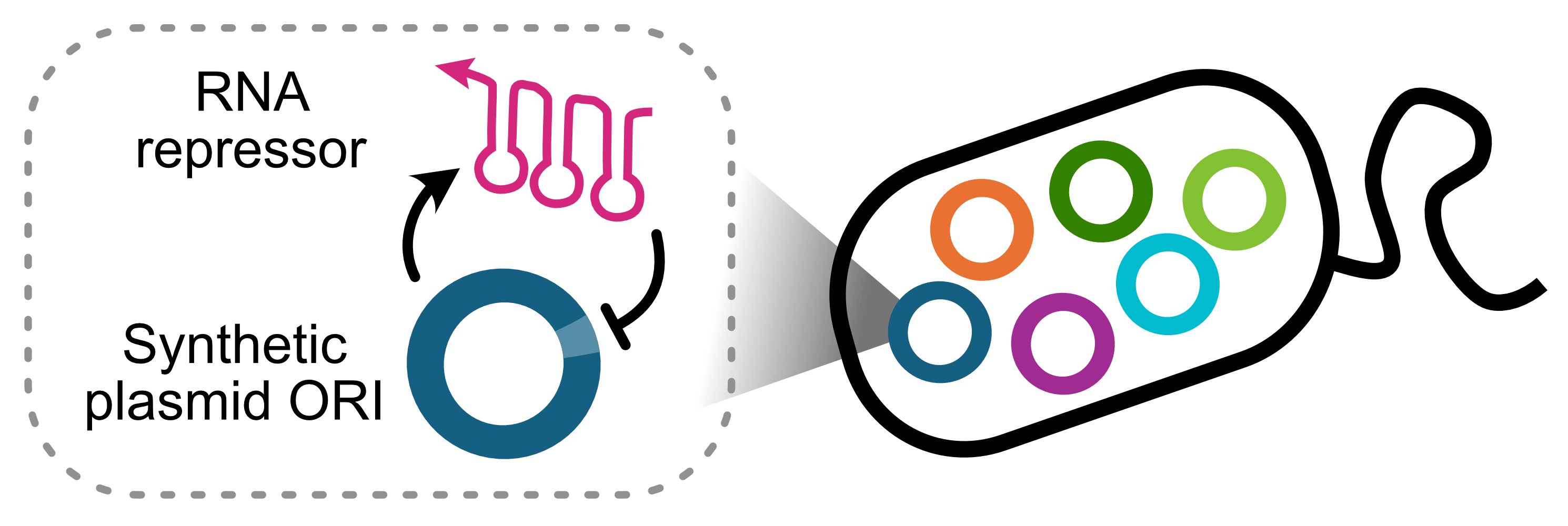 A cartoon representation of a bacterium containing six different-colored plasmids. A zoomed-in view of one plasmid shows the synthetic plasmid ORI producing an RNA repressor, which represses replication of the plasmid.
