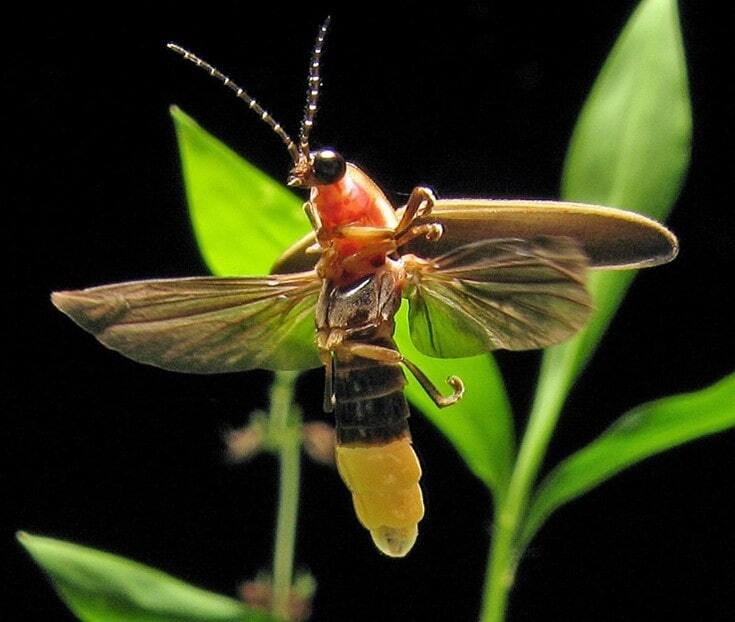 A photograph of a firefly.
