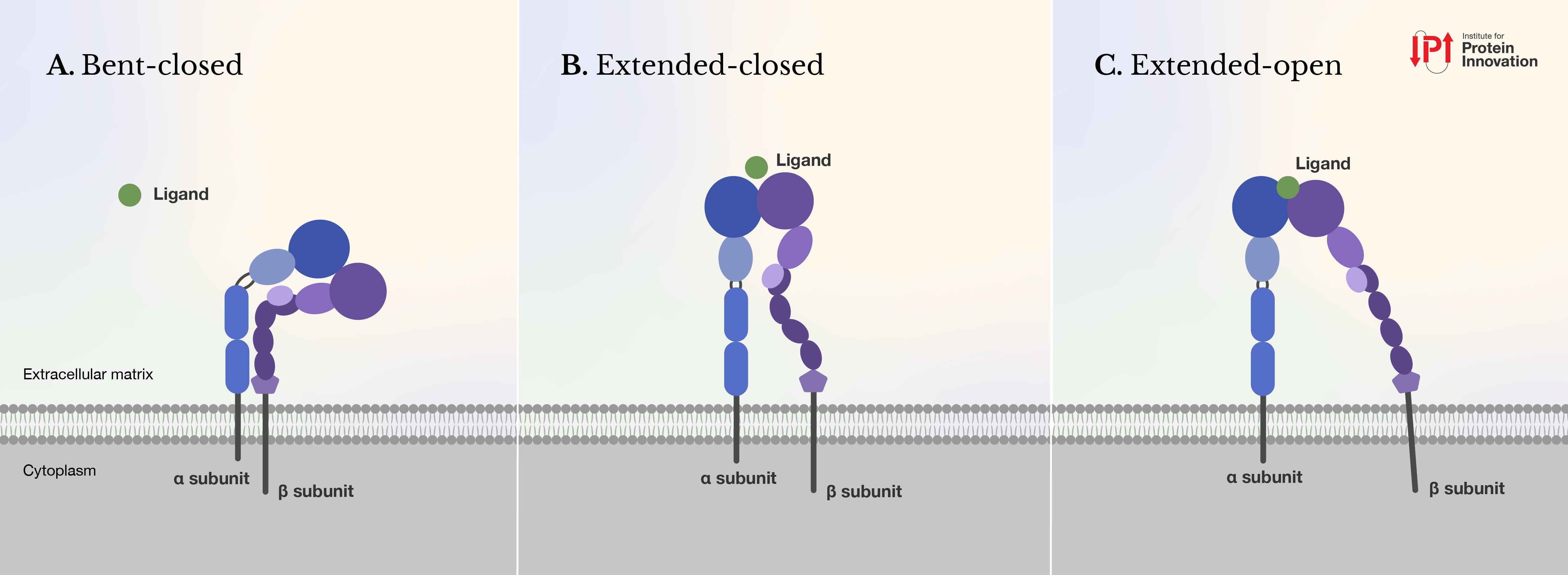 Graphic showing the three states of an integrin: Bent closed, with two proteins bent together and binding sites inaccessible; extended closed with two proteins sticking out of the extracellular matrix and one protein making an S-curve into another one, partially blocking the binding sites; and Extended-open, with both proteins sticking out of the extracellular matrix, with the protein that was bent in an s-curve now in a c-curve away from the other protein, leaving binding sites fully open. 