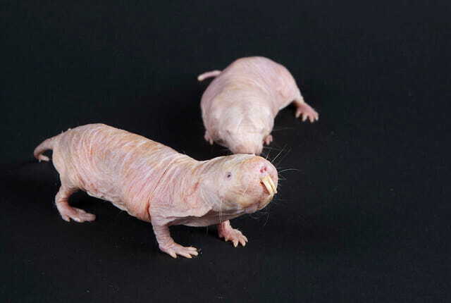 Two naked mole-rats posing on a black background