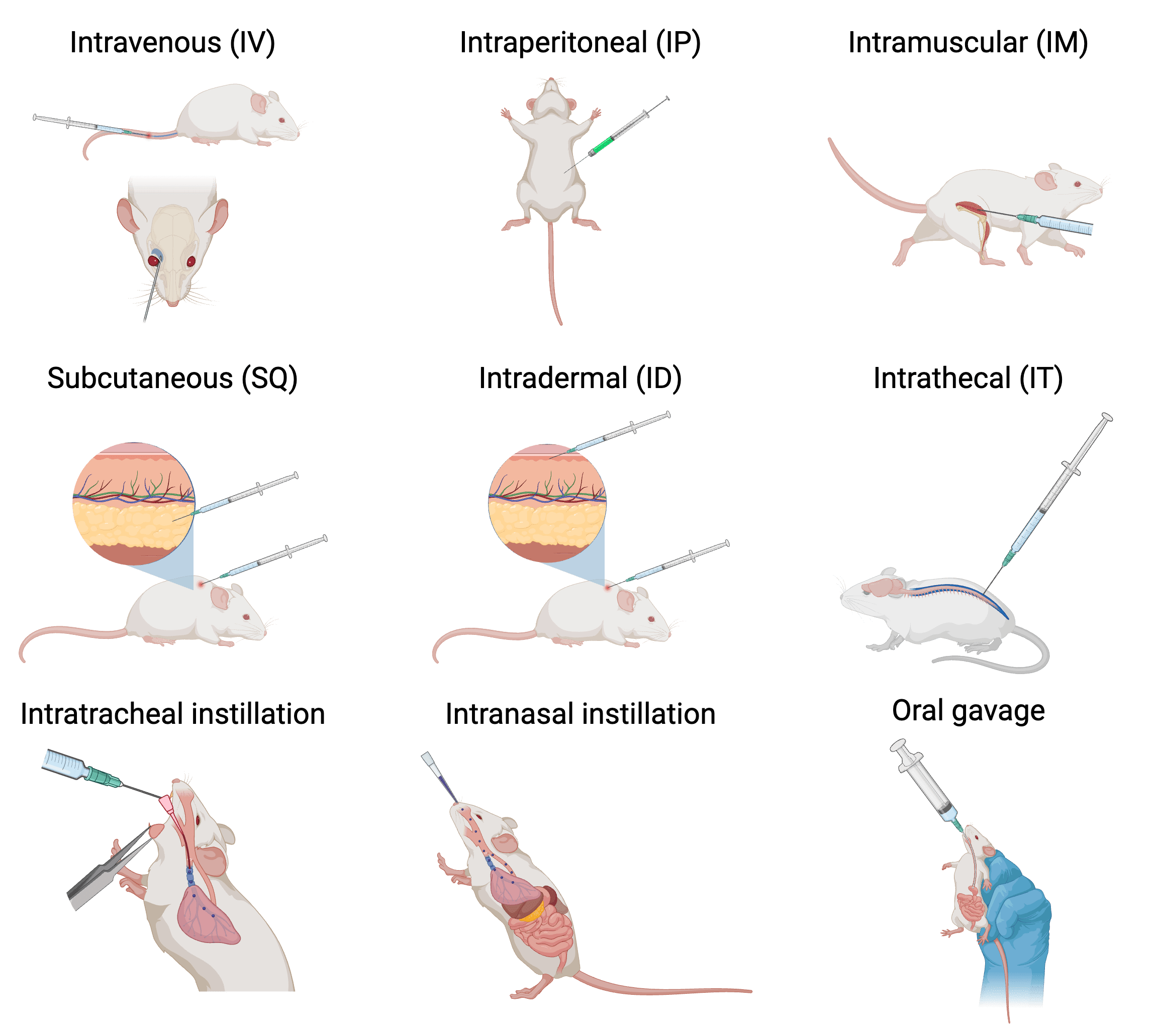 Graphic showing different injection routes in mice; see text for details