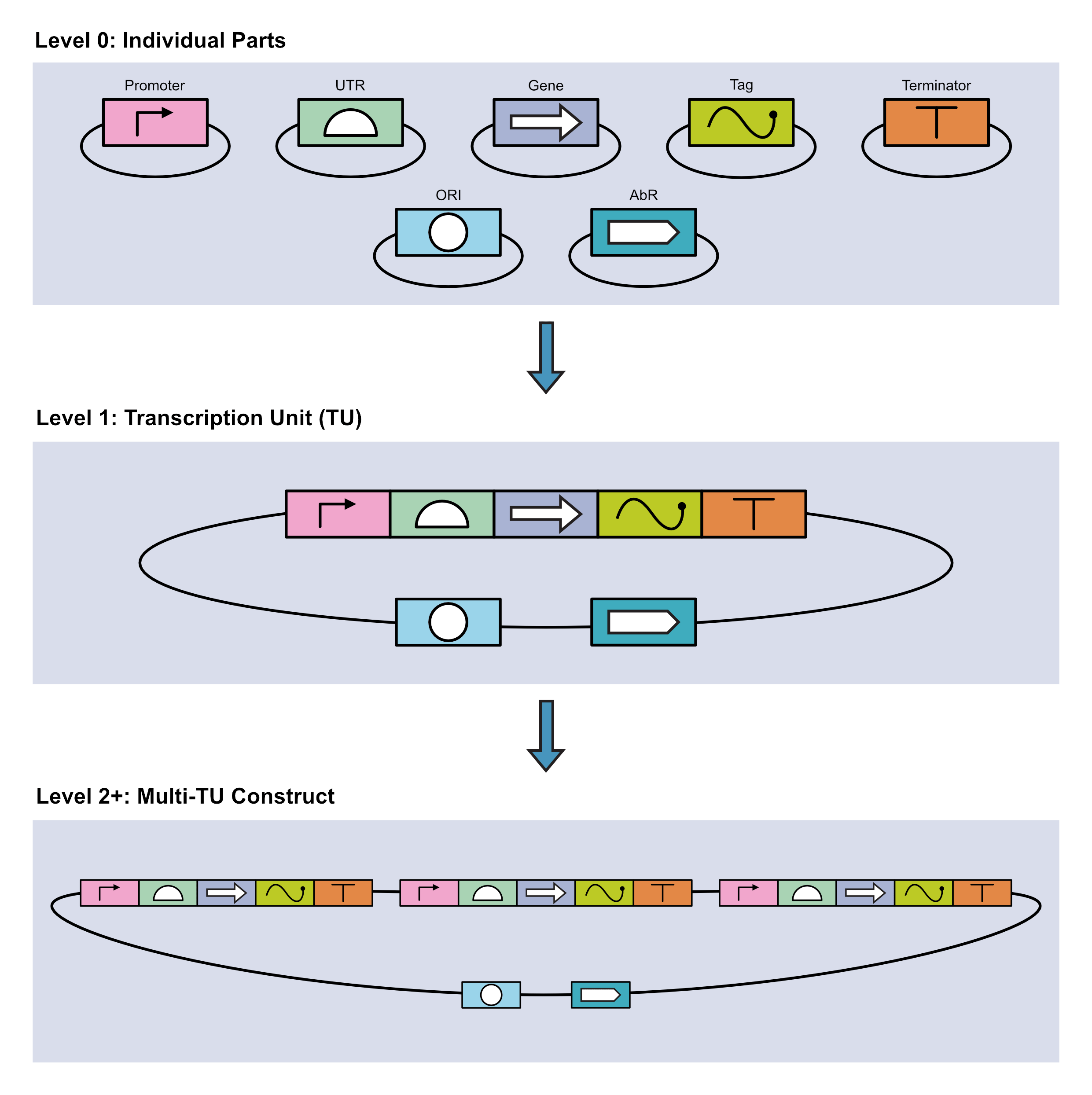 Schematic showing the three assembly levels of MoClo. Level 1 has 7 individual parts on a plasmid; Level 1 has seven parts all together on on plasmid; Level 2+ has three sets of five parts each on a plasmid, with two additional parts on the plasmid but separated from the sets.