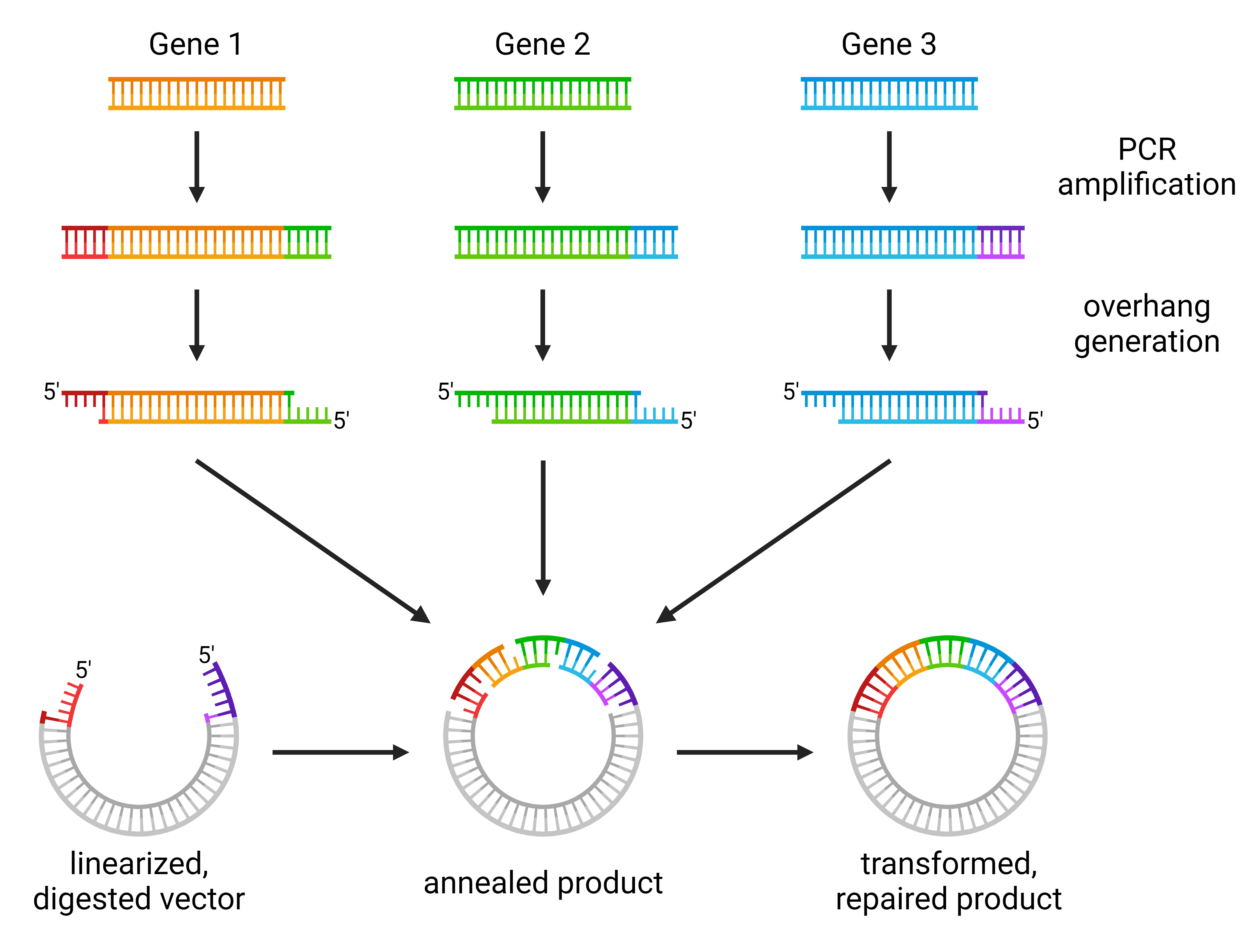 Schematic of multicomponent assembly with SLIC.