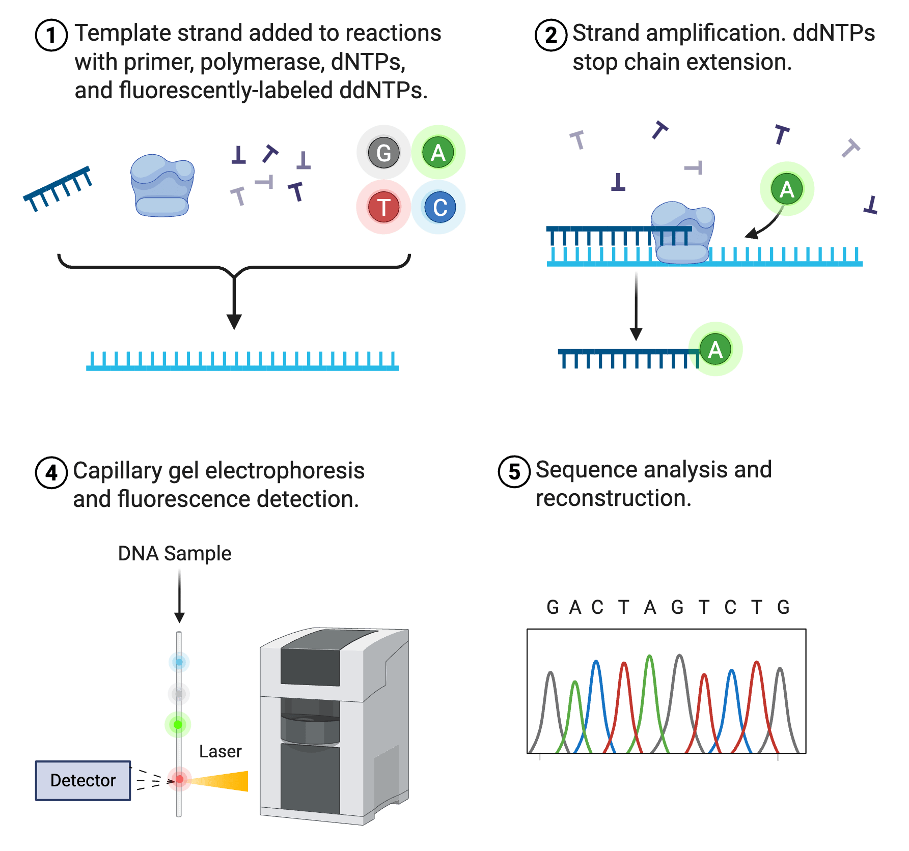 Overview of the Sanger sequencing process