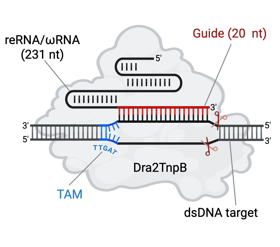 Schematic representation of a TnpB genome editor.