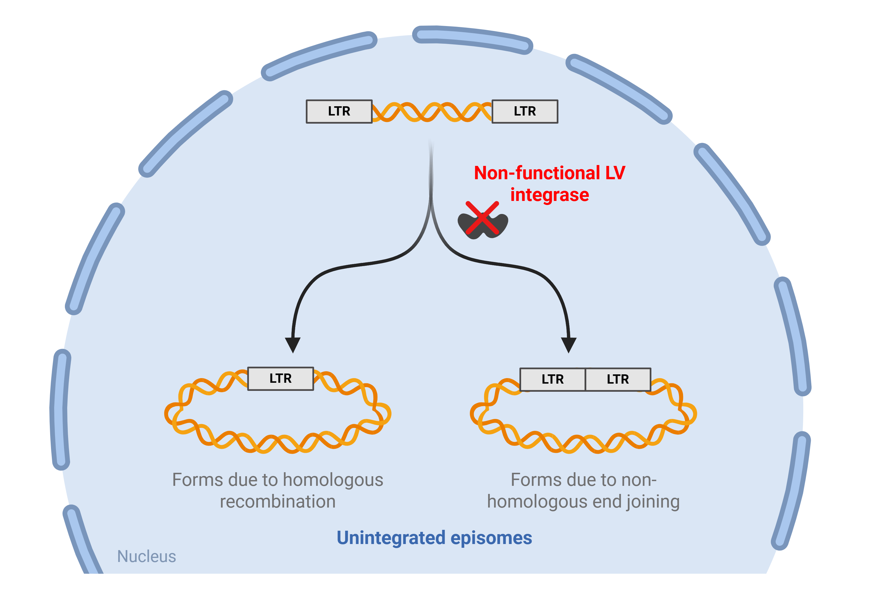 A cartoon depiction of a lentiviral genome forming an episome in the presence of non-functional LV integrase. The linear lentiviral genome has a long terminal repeat (LTR) on each end. A split arrow shows two paths for circular episome formation. Homologous recombination within the LTRs results in a single LTR in the circular episome. Non-homologous end joining results in two adjacent LTRs in the circular episome.