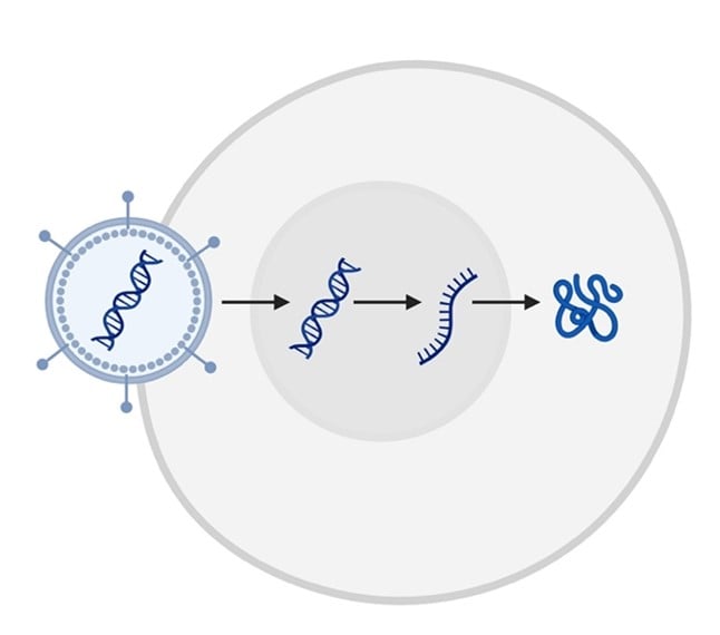  A viral particle enters a host cell, enters the host nucleus, is transcribed into RNA, and is translated into protein.
