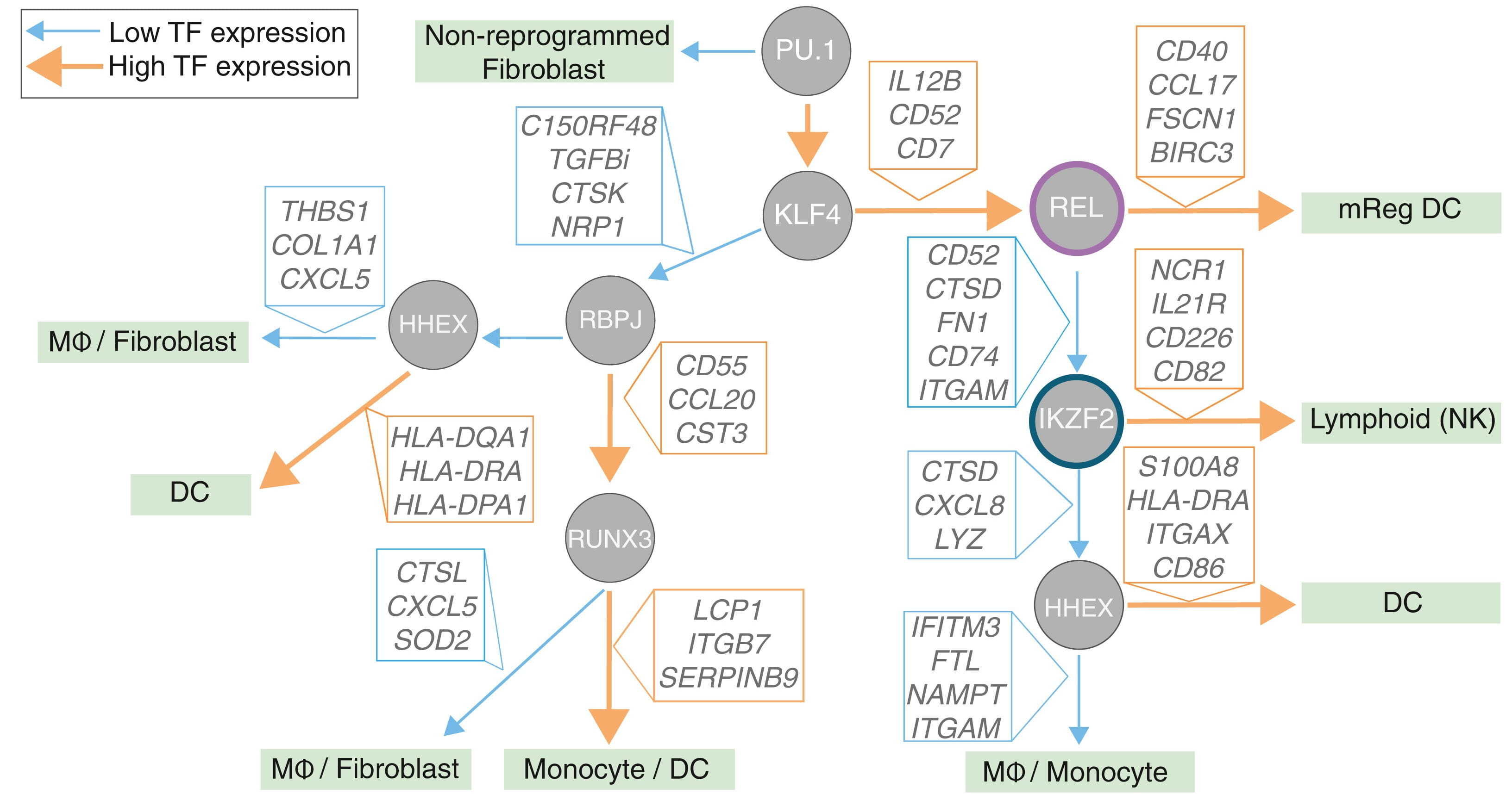 A flowchart reflecting a cell fate decision tree. At each node, a transcription factor leads to two different outcomes depending on high or low expression. Each arrow is annotated with downstream genes. By following arrows through 3-5 nodes, various cell fates are decided: Non-reprogrammed fibroblast, MΦ/fibroblast, DC, monocyte/DC, MΦ/monocyte, lymphoid (NK), or mReg DC.