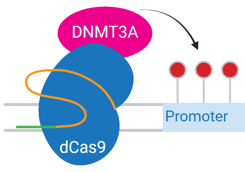 dCas9-DNMT3A methylates cytosines at promoters and enhancers. This targeted methylation is associated with transcriptional repression.