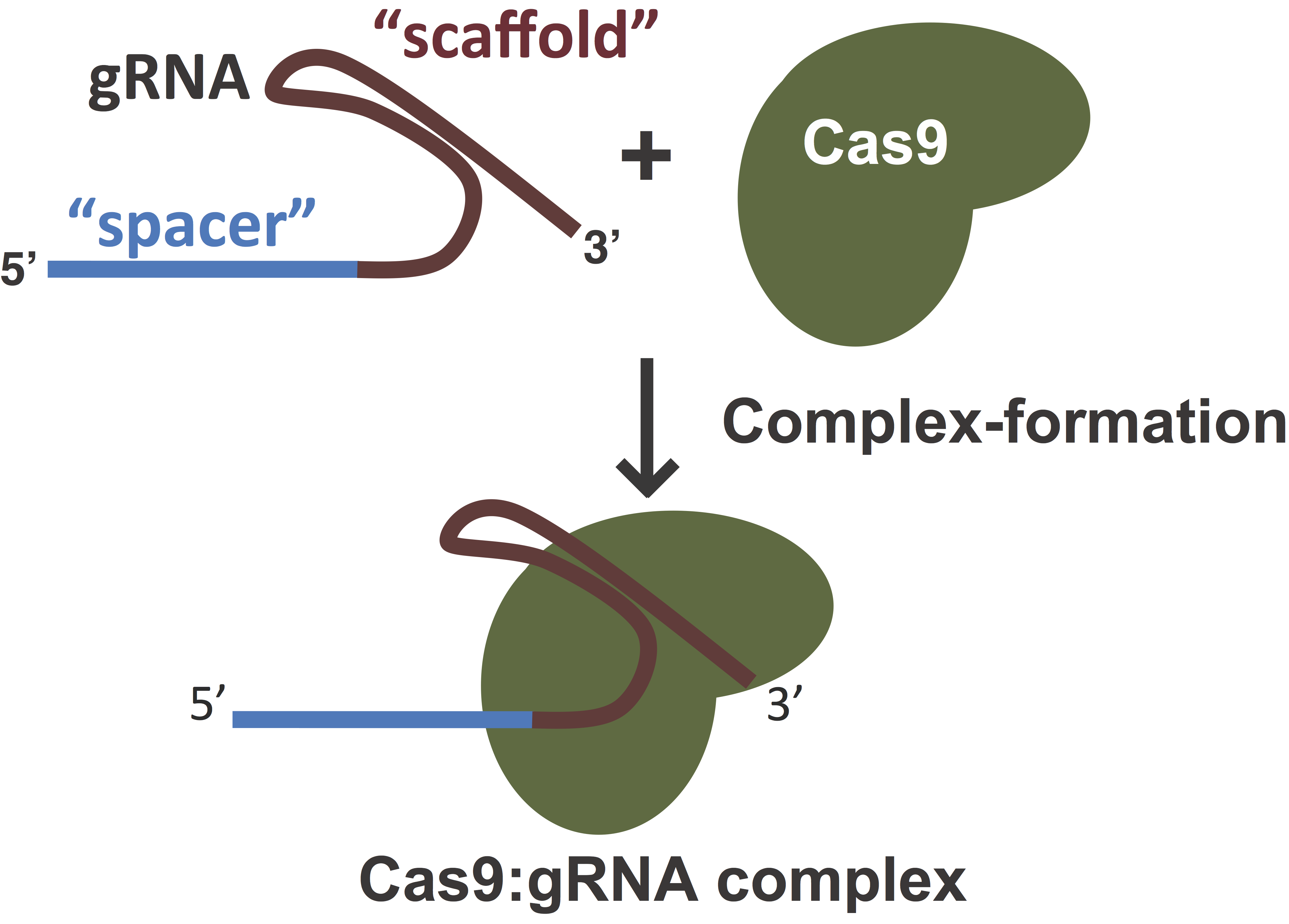 Components of CRISPR/Cas9