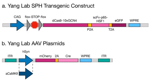 CRISPRa-SPH-mice-AAV-addgene-blog