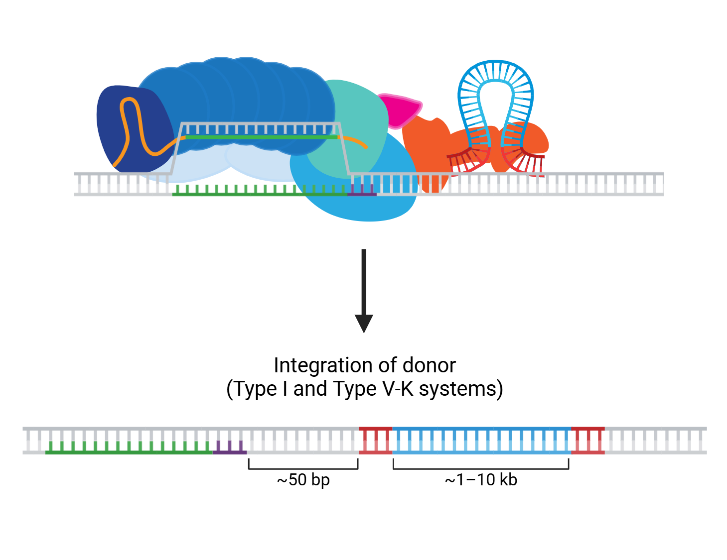 Cartoon of CRISPR-associated transposase (CAST) integrating donor DNA into a genomic target site.