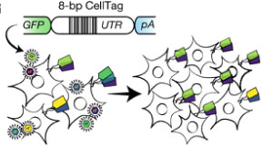 CellTag-lineage-tracing-addgene-blog